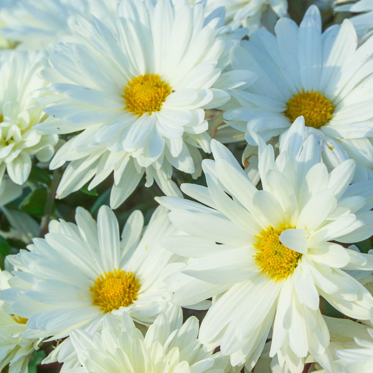 Chrysanthemum Daisy Rose (Mum, Daisy Style Chrysanthemum)