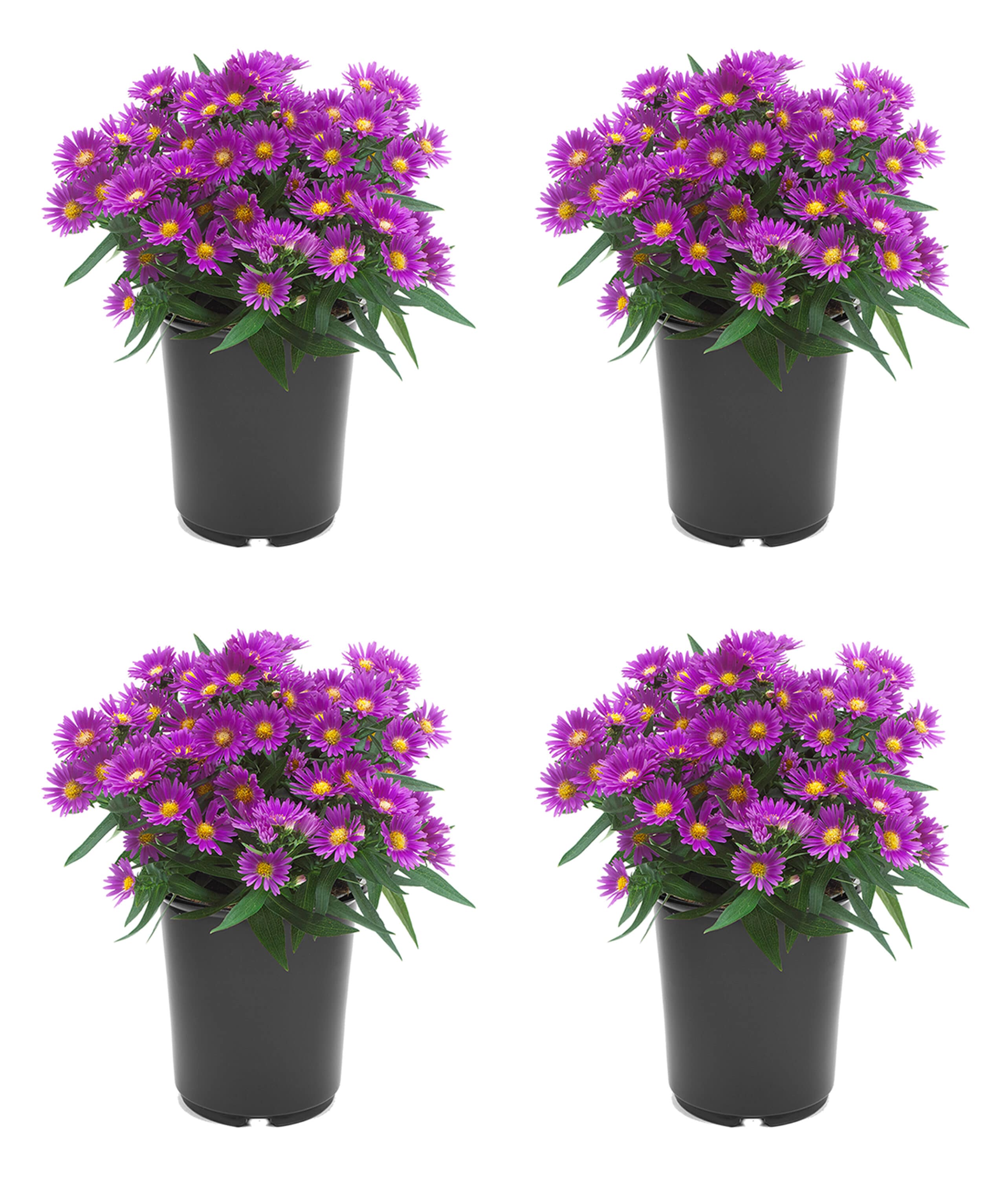 2.5 Quart(s) Pink Aster 4 -Pack - Low Maintenance