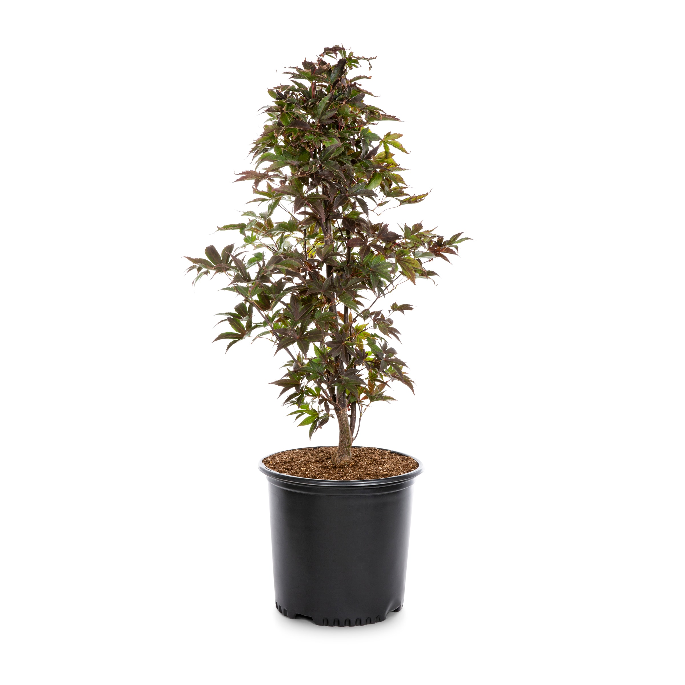 Lowe's 386324 Upright Red Japanese Maple Feature Shrub in 9.16 -Gallon Pot 1 -Pack