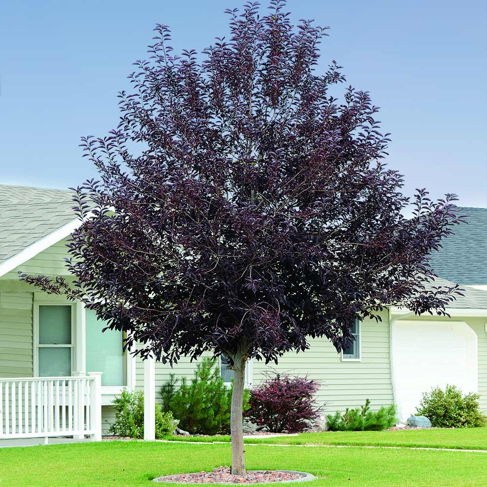Southern Planters CHCCAN07G 1 Count White Feature Canada Red Chokecherry In pot (with soil)