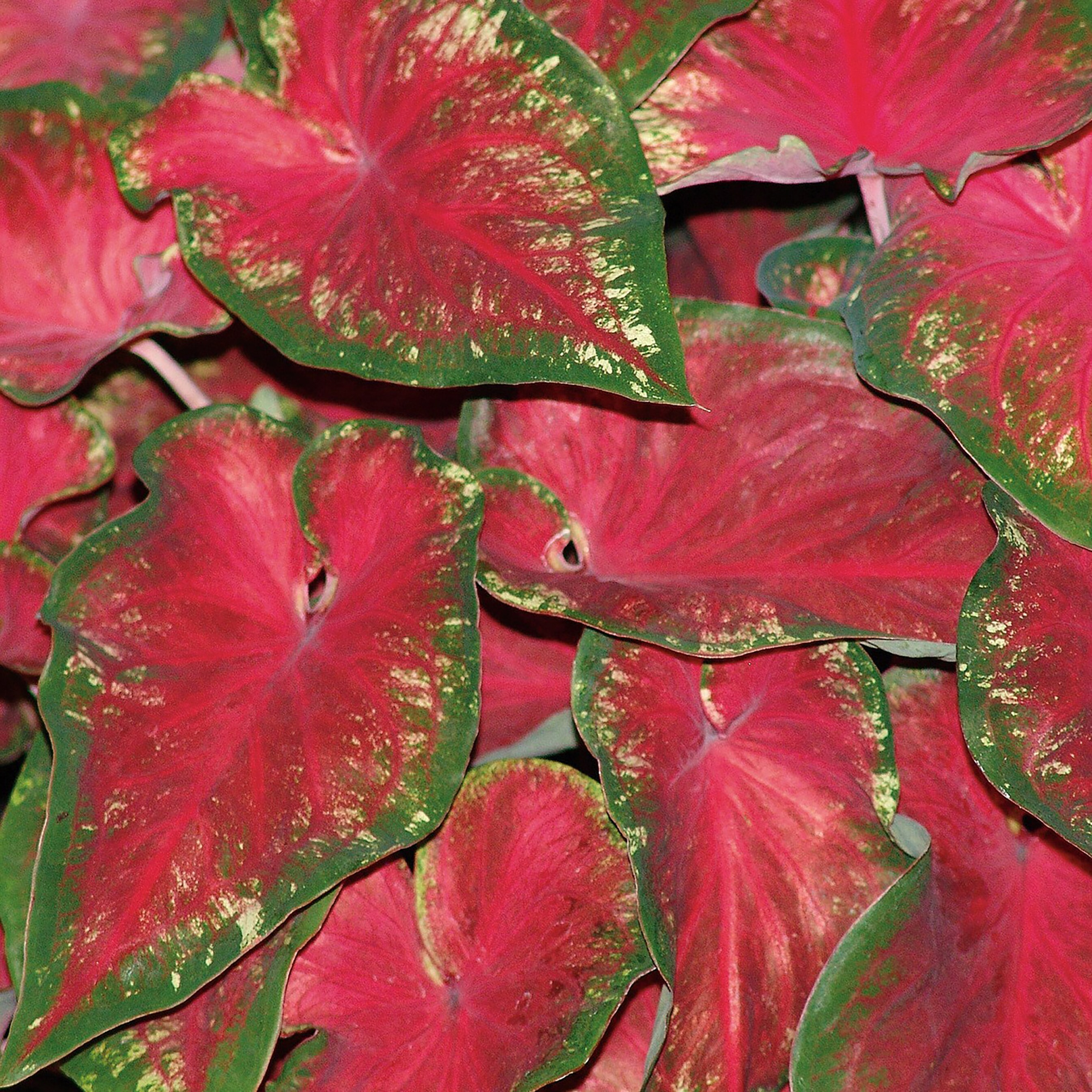 Proven Winners CLDPRW1327800 Caladium Plant in 4.5 -Quart Planter