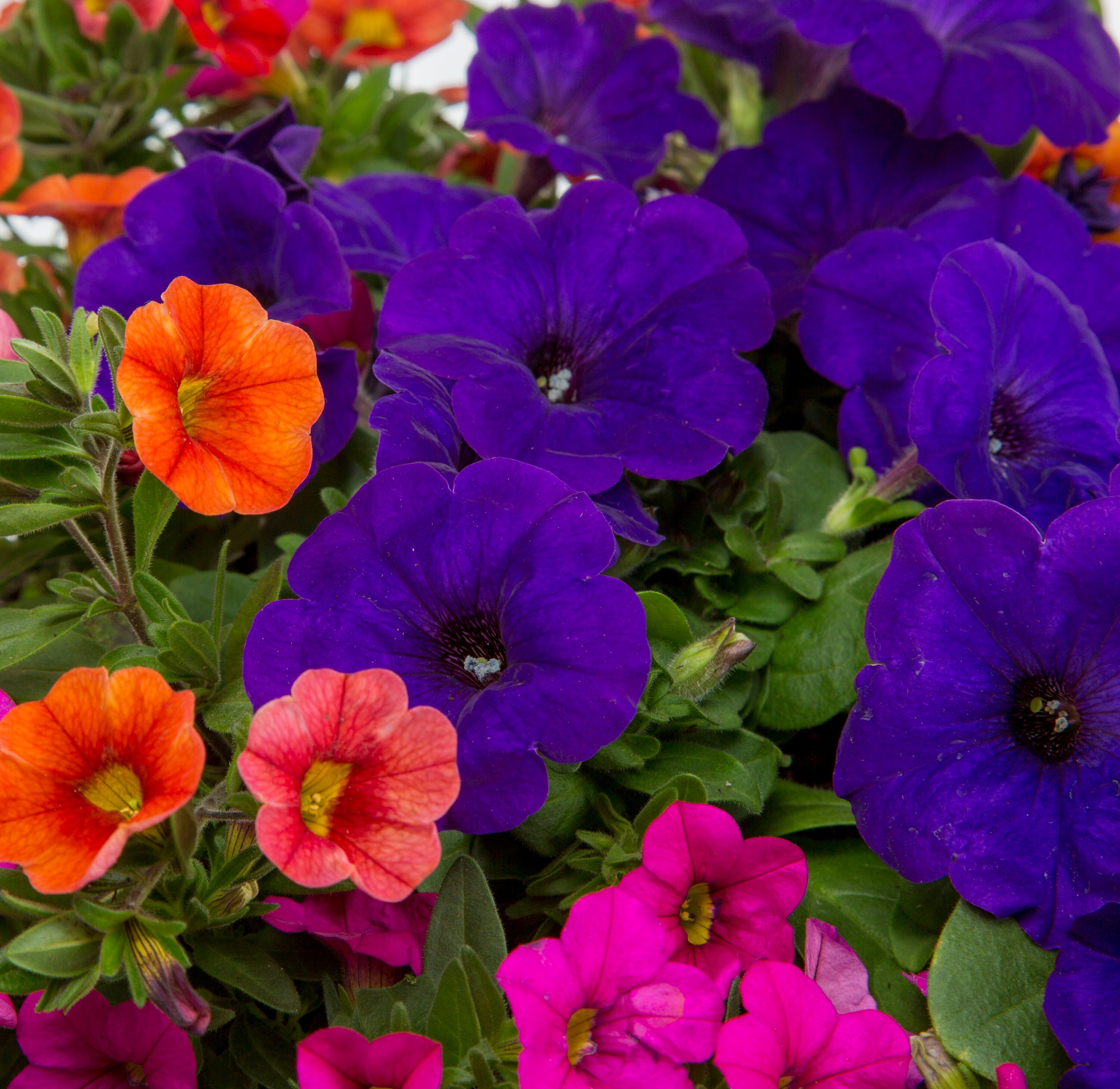 Lowe's NURSERY annuals - View #2