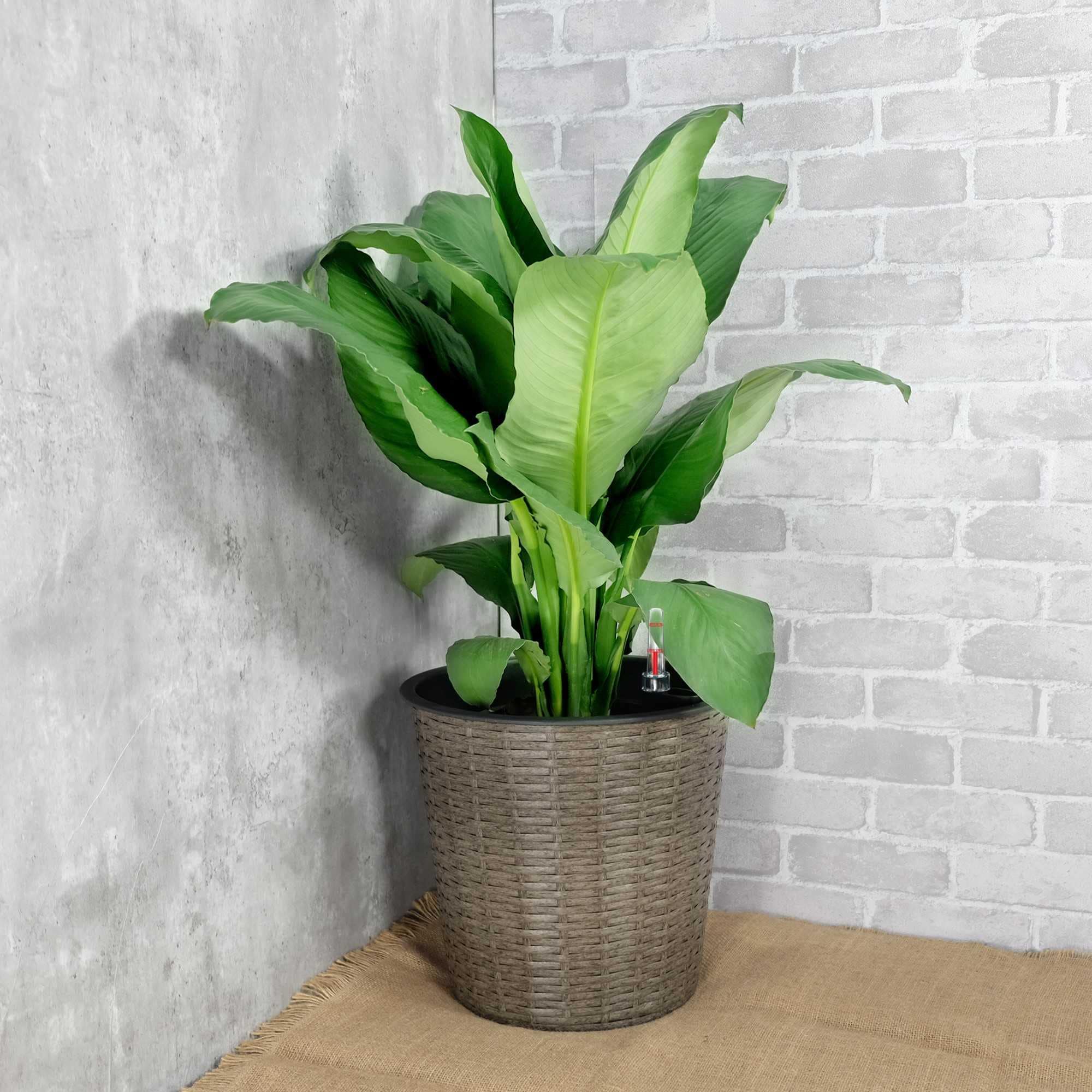 Yiekholo LL-1674AA Planter-Window-Box - View #3