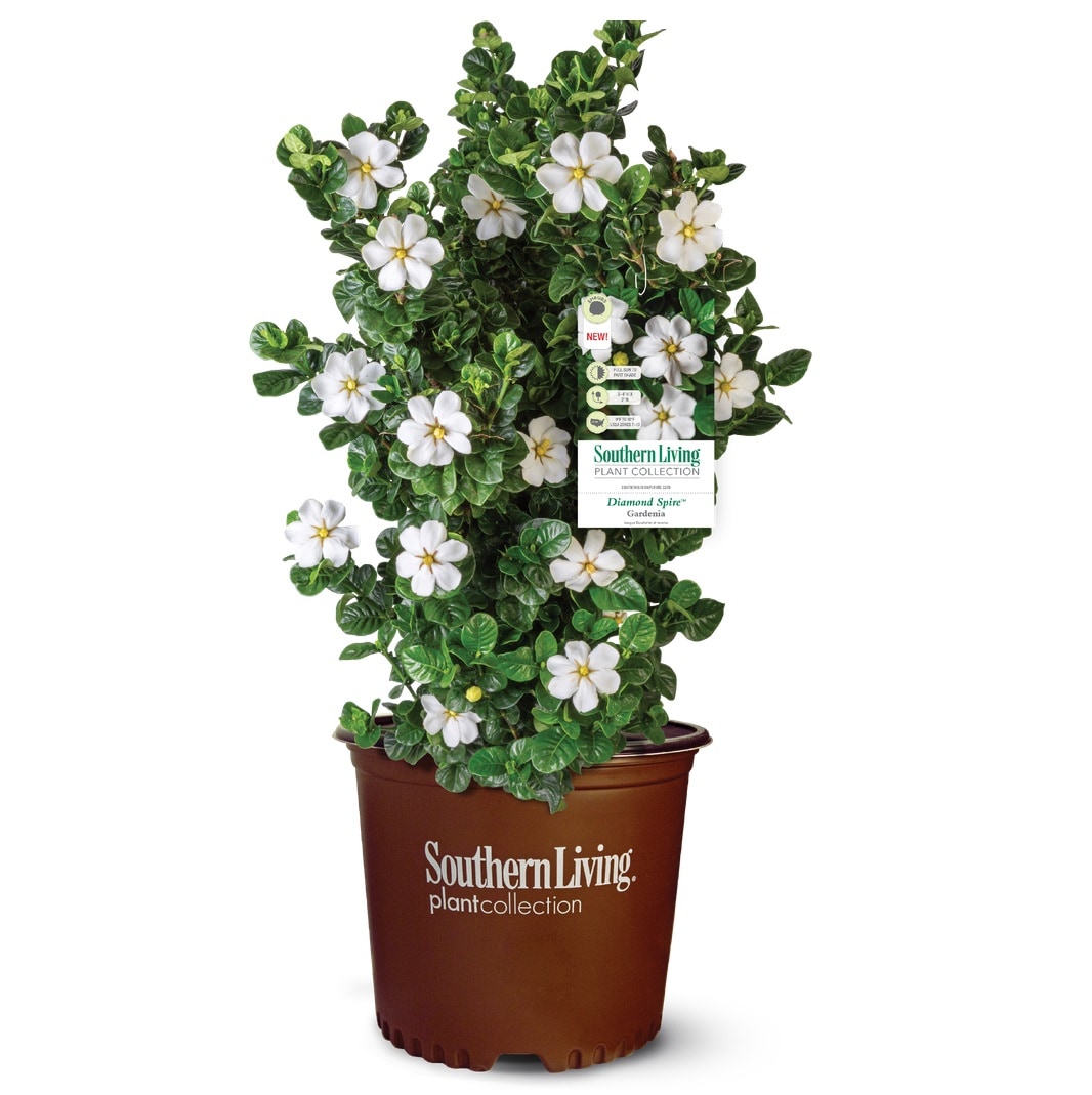 Southern Living Plant Collection 2 -Gallon Diamond Spire Gardenia Flowering Shrub with White Blooms 1 -Pack