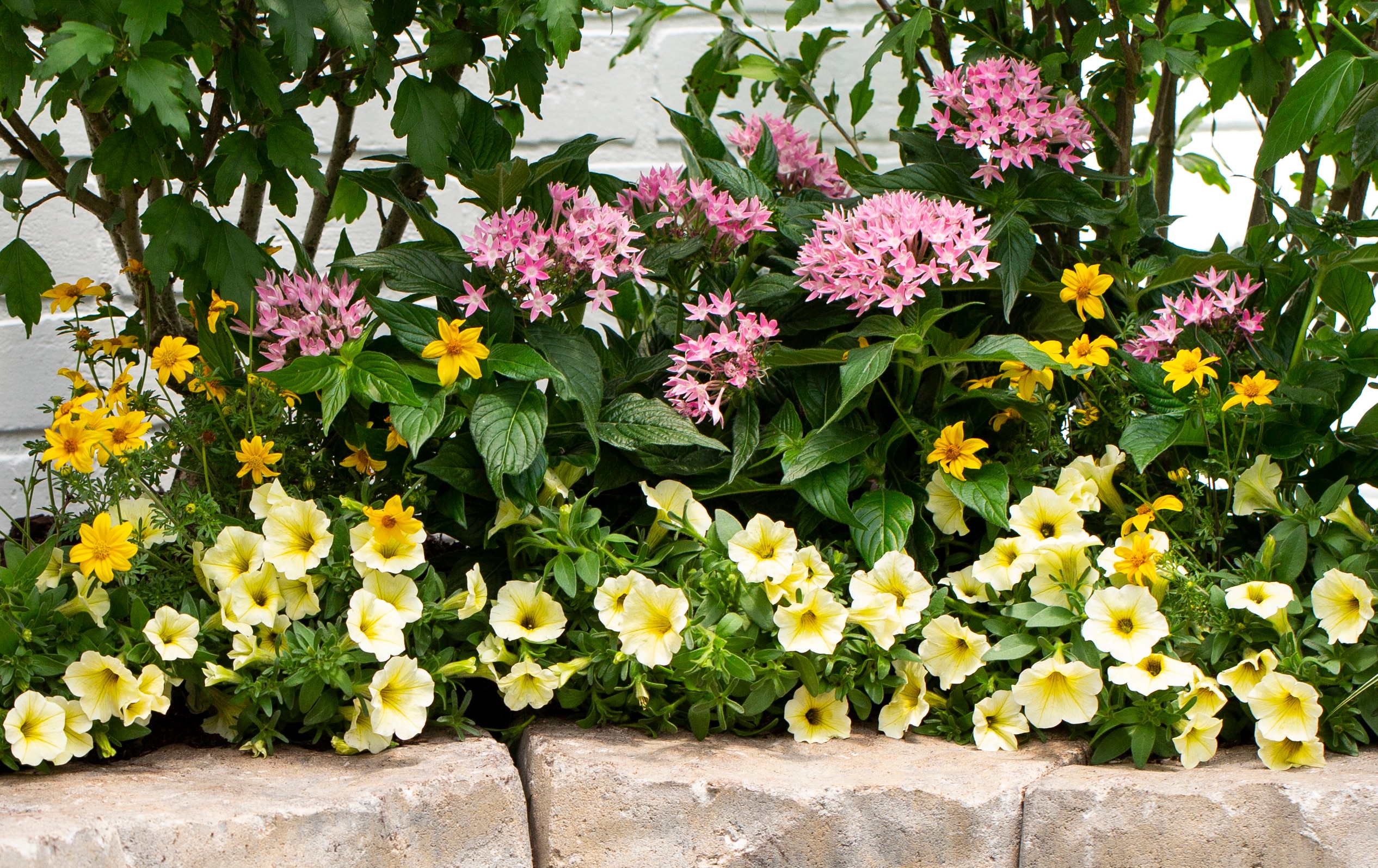 Monrovia 411857 annuals - View #4