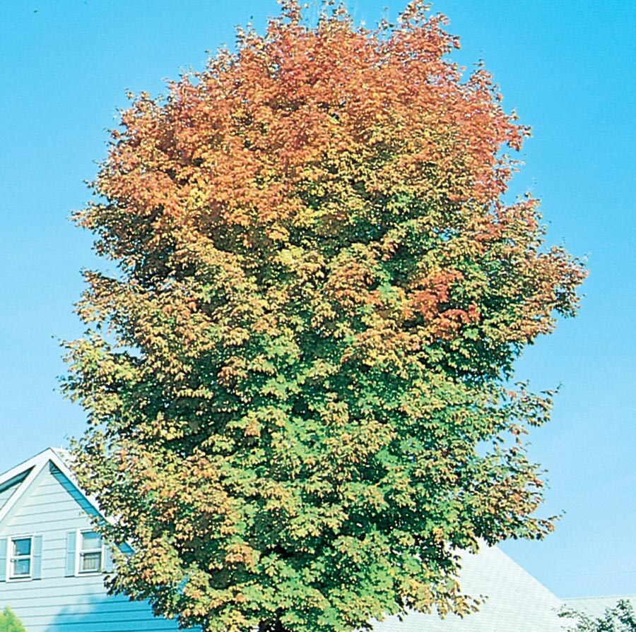  8.86513065848E11 15-Gallon Yellow Shade Tree Legacy Sugar Maple In Pot (With Soil)