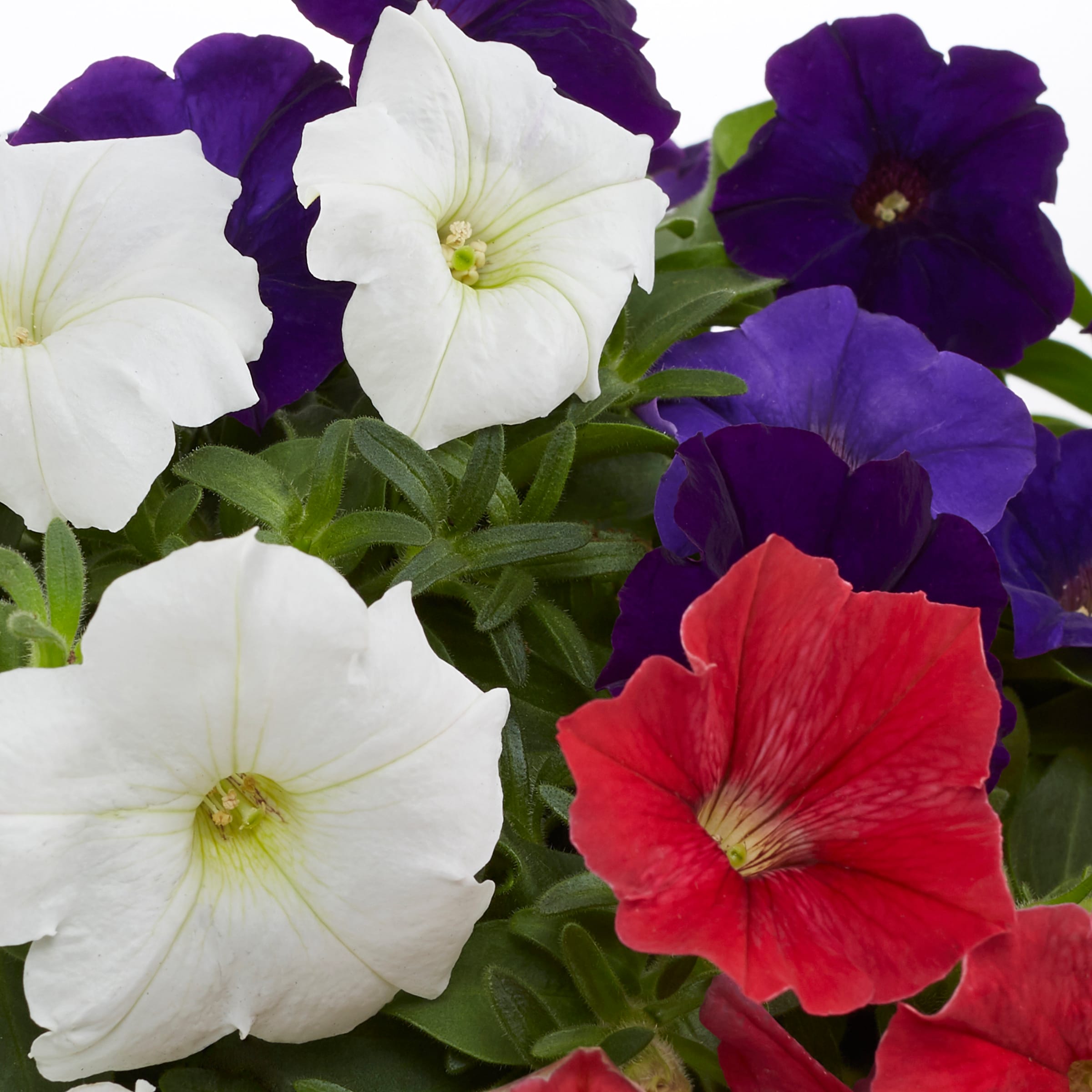 Lowe's NURSERY annuals - View #2