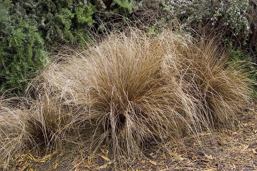 Fox Red Curly Sedge Ornamental Grasses at Lowes.com