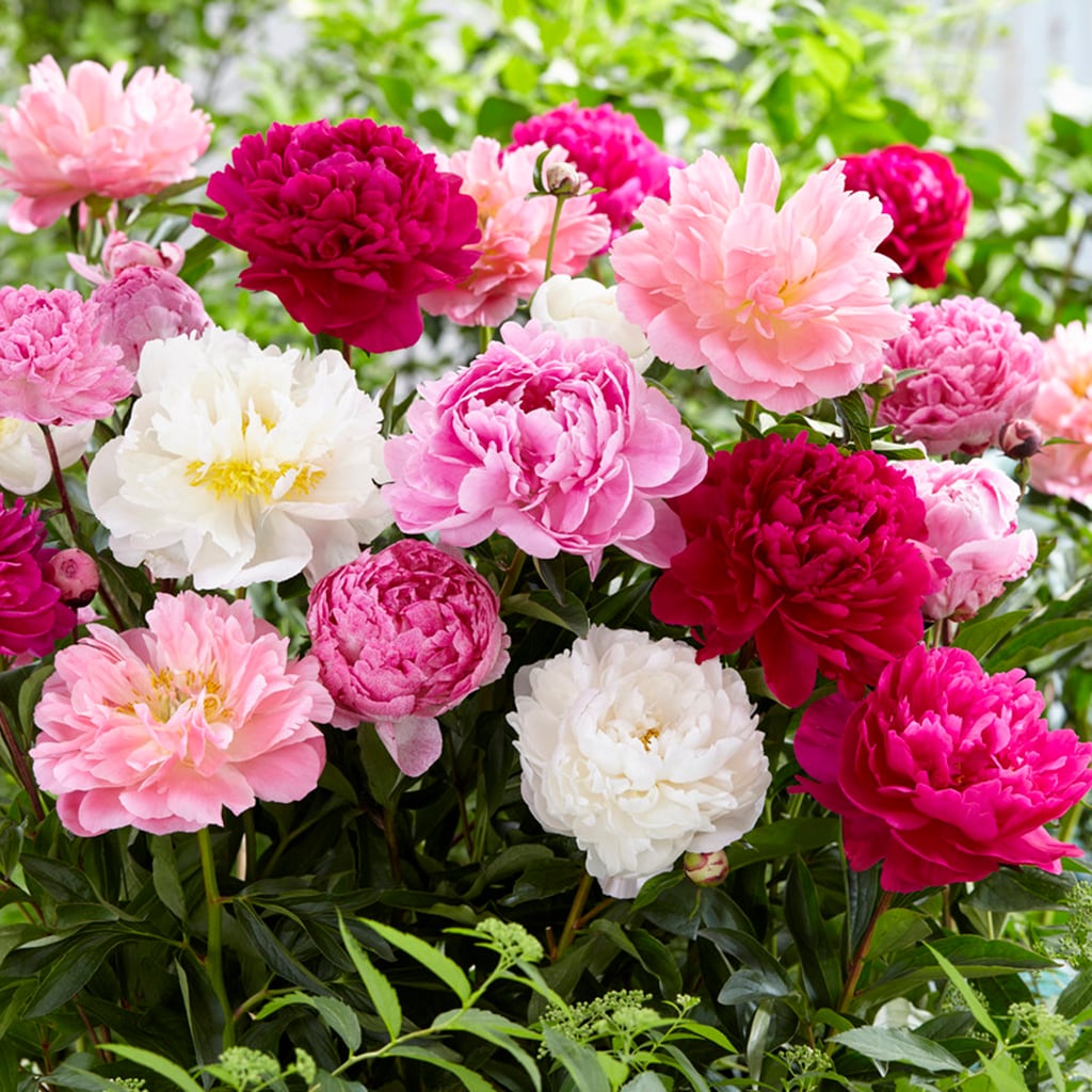 Van Zyverden 83489 Multicolor Peonies Mammoth Sized Roots Blend Bulbs 3.0 Count