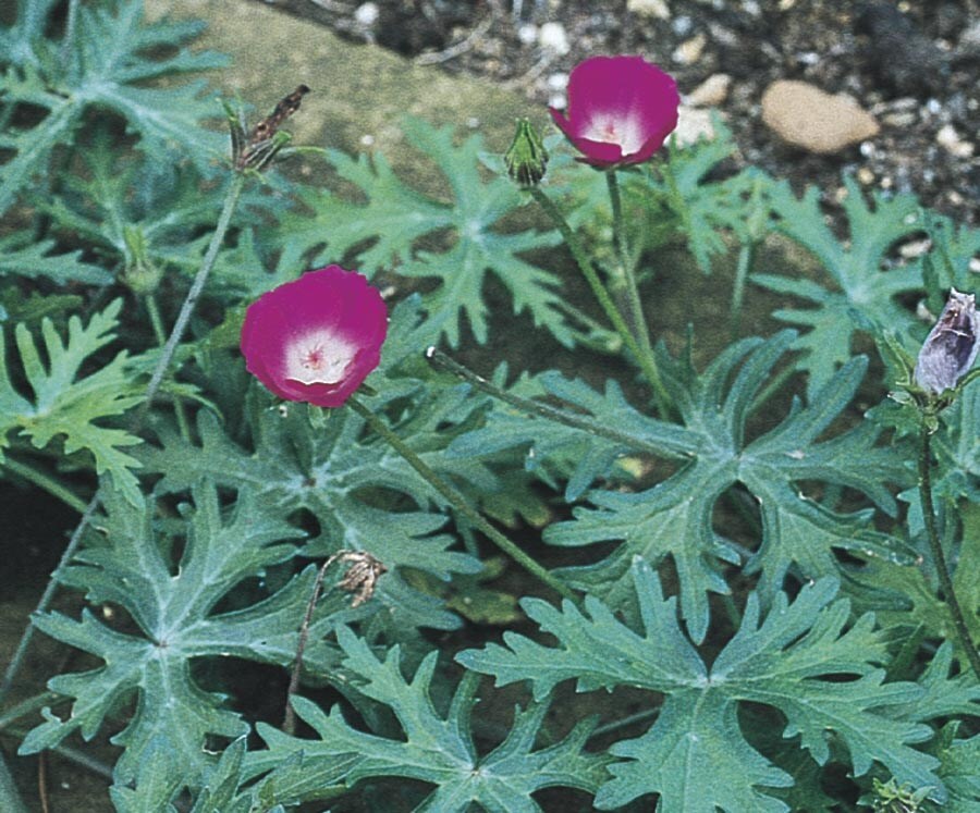 Lowe's 442582 Purple Wine Cup Plant in -Gallon Pot