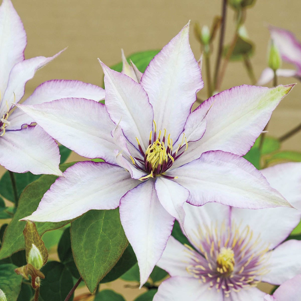 Spring Hill Nurseries 64664 1 -Pack Pot Samaritan Jo Clematis Vine