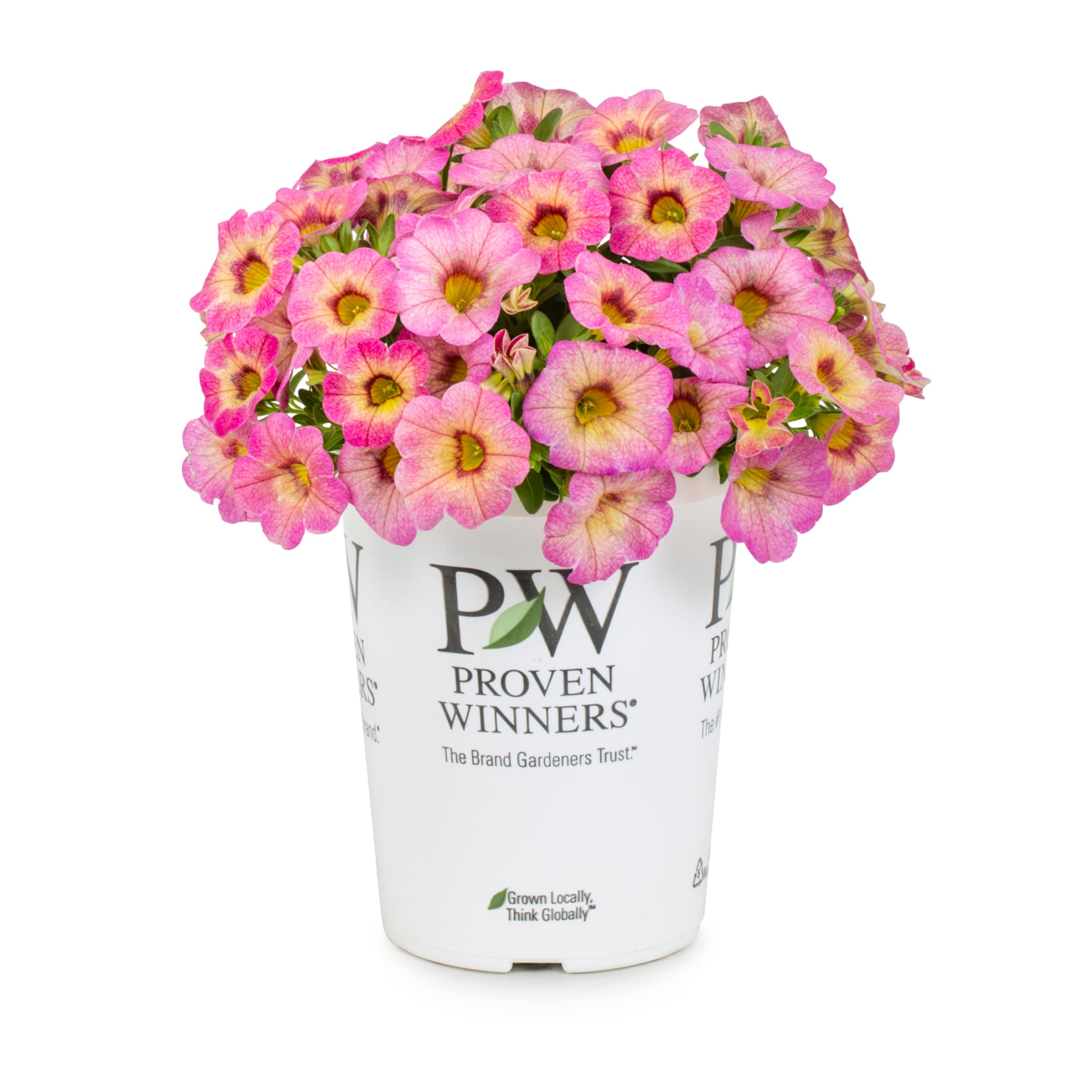 Lowe's NURSERY Multicolor Calibrachoa in 1.56 Pint Pot 1 -Pack