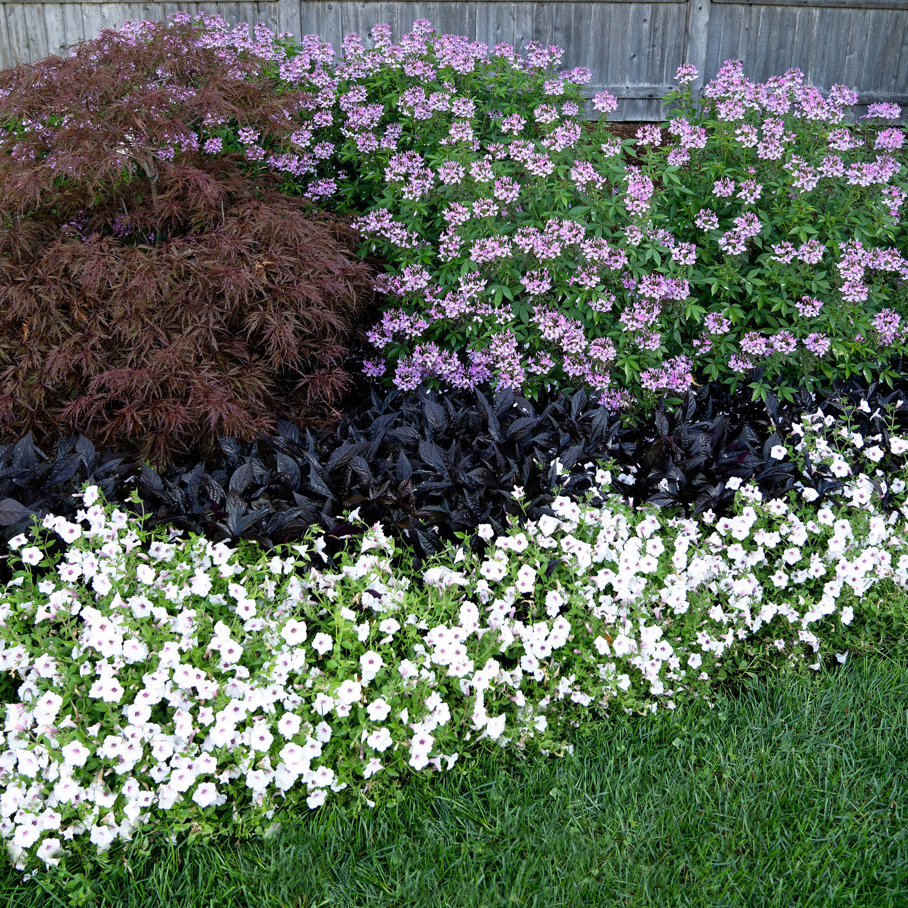 Proven Winners White Supertunia Vista Silverberry in 4.25-in Pot in the ...