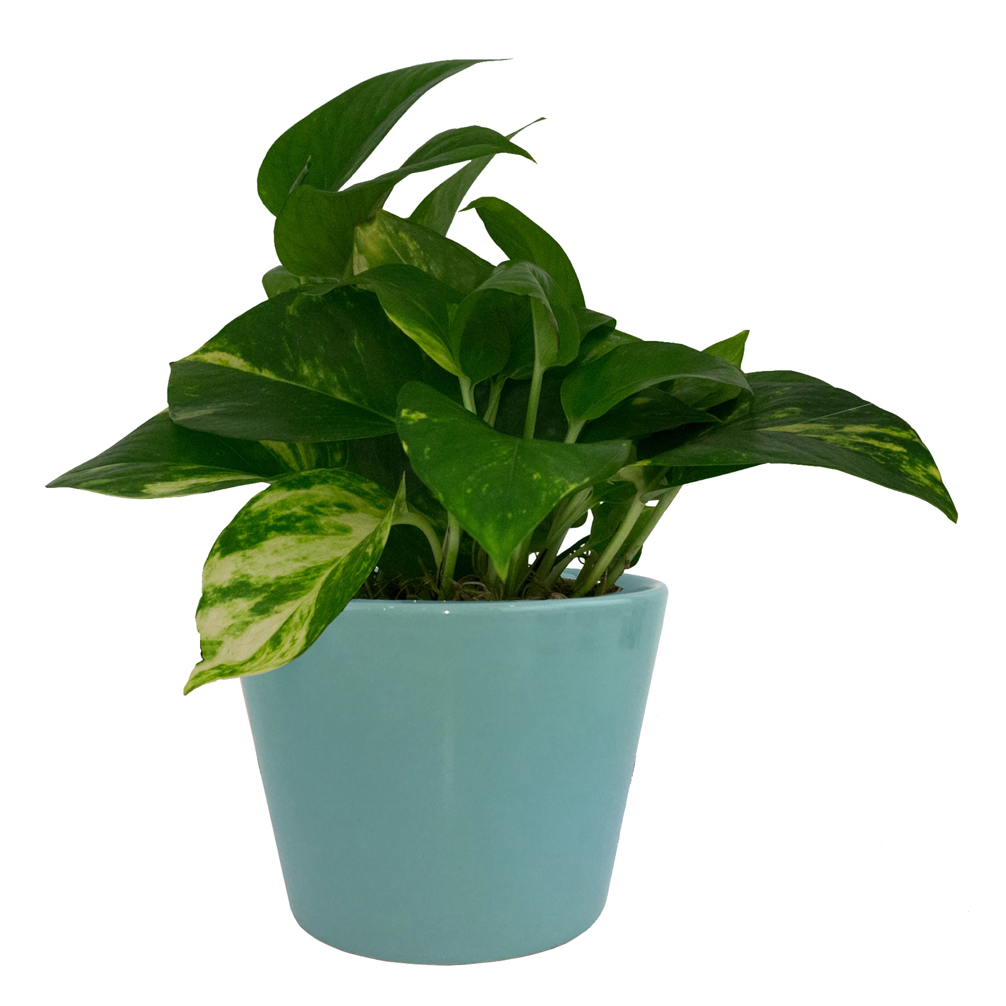 allen + roth CR01371N-07M3 Planter-Window-Box - View #5