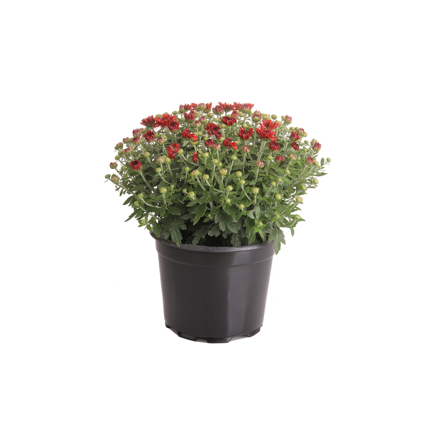 Lowe's Red Mum in 3-Quart Pot at Lowes.com