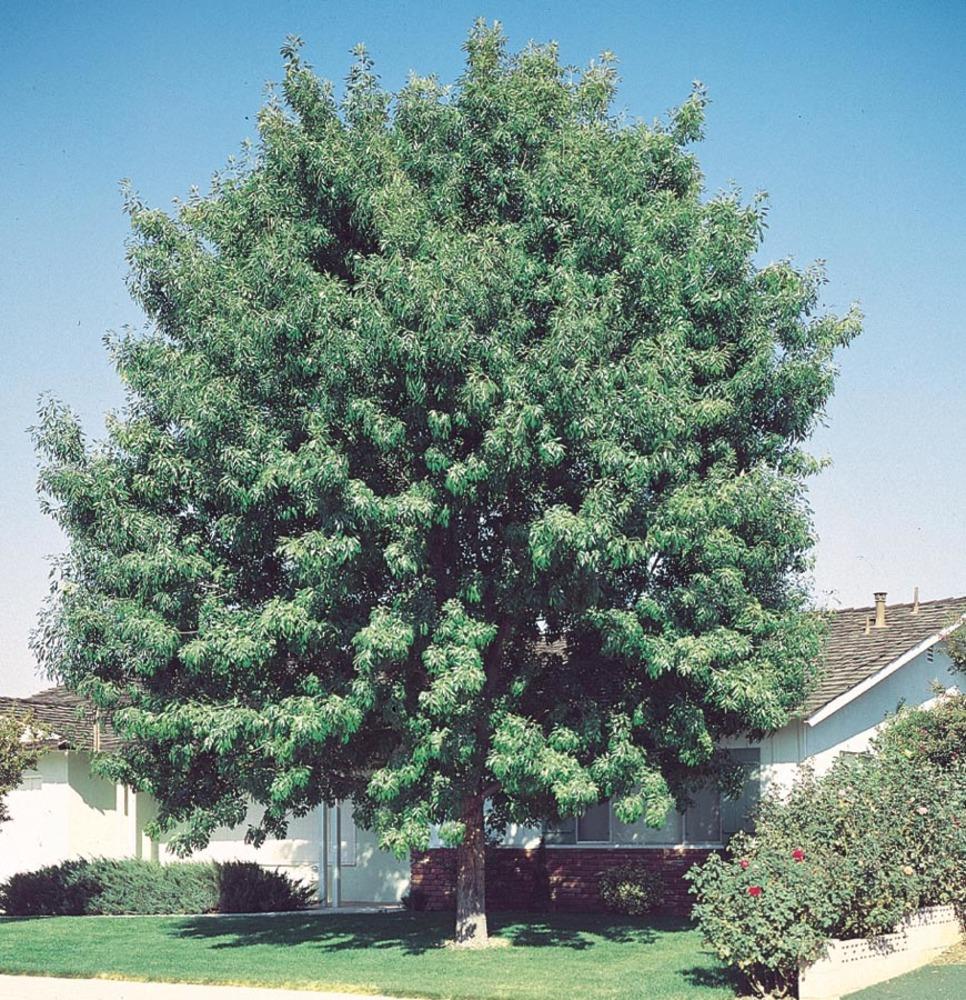 Lowe's 097781506005 1 -Gallon Shade Ginkgo In pot (with soil)
