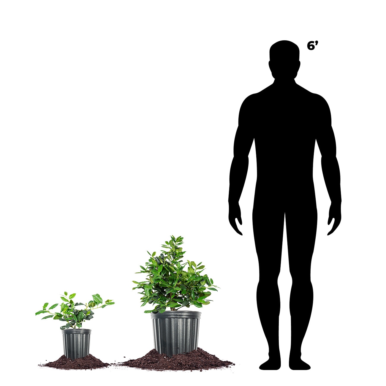 Perfect Plants LONELLIESTEVENS3G shrubs - View #4