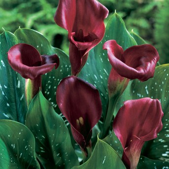 Red Callas Majestic Red Bulbs Bagged 5-Count in the Plant Bulbs ...