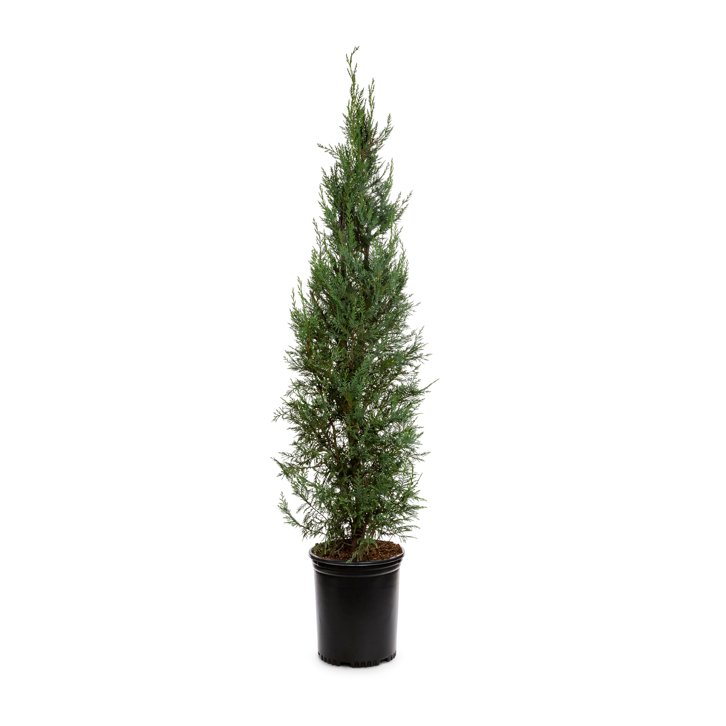 Lowe's NURSERY Leyland Cypress Screening Shrub in 10.25 -Gallon Pot 1 -Pack