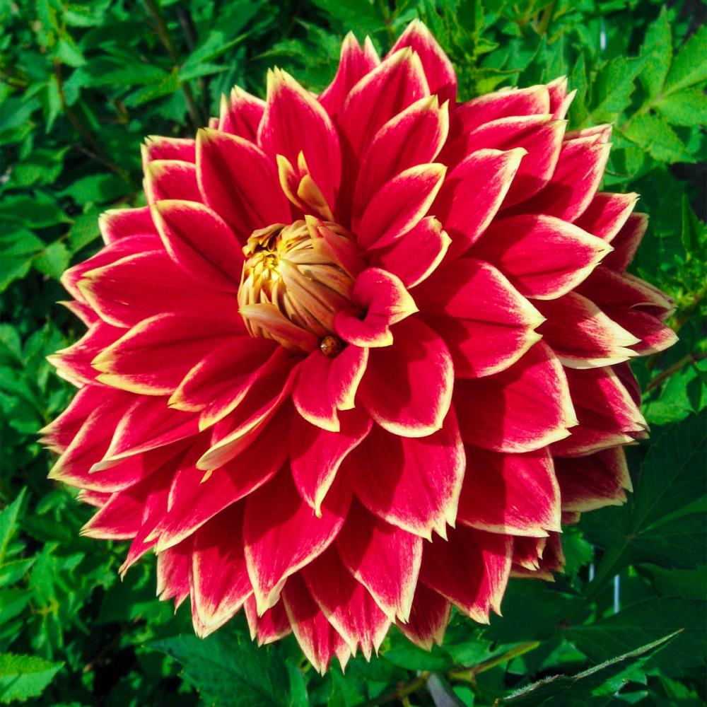 Spring Hill Nurseries 88965 Red Dutch Carnival Dahlia Bulbs 5-Pack