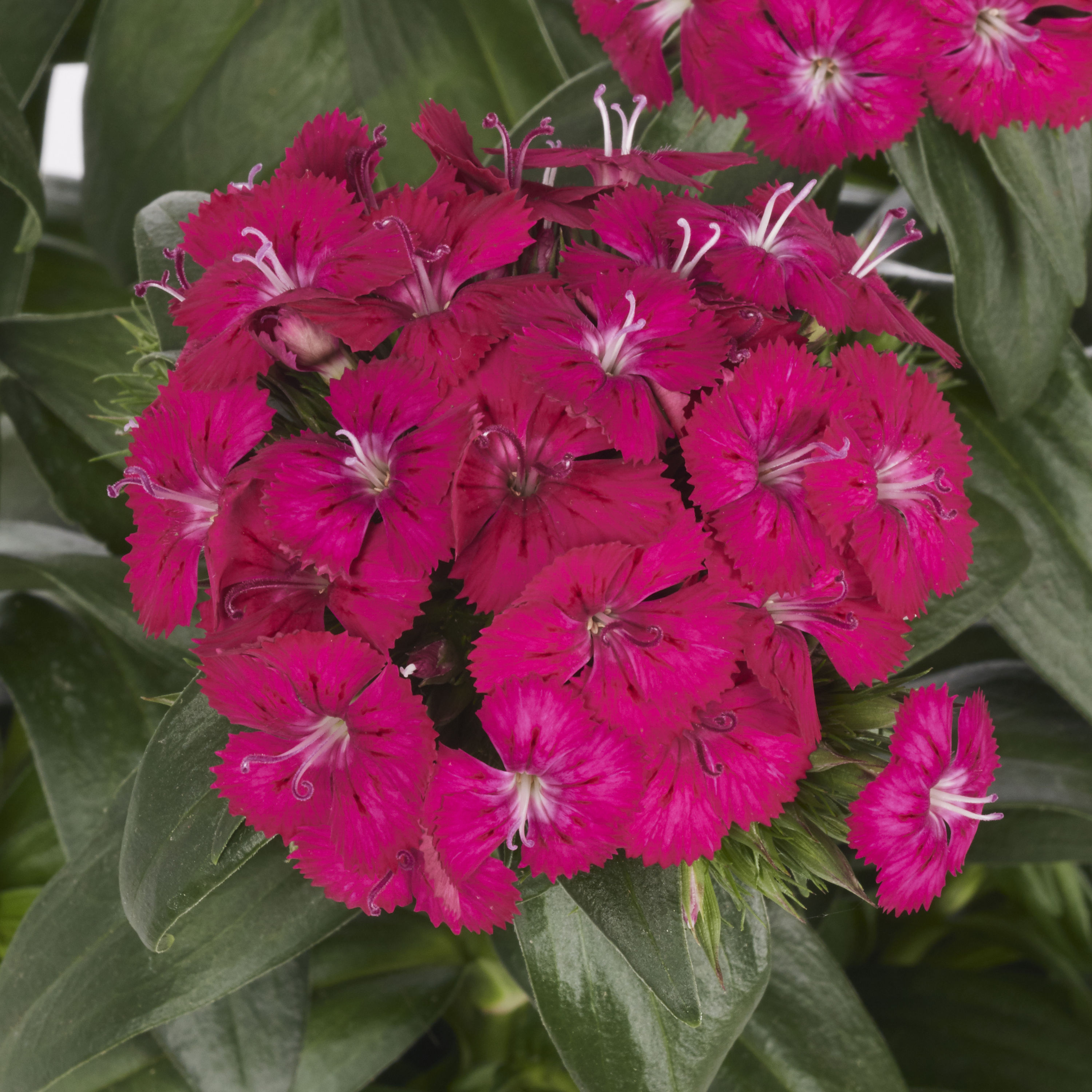 Altman Plants Pink Sweet William in 1-Quart Pot 4-Pack in the