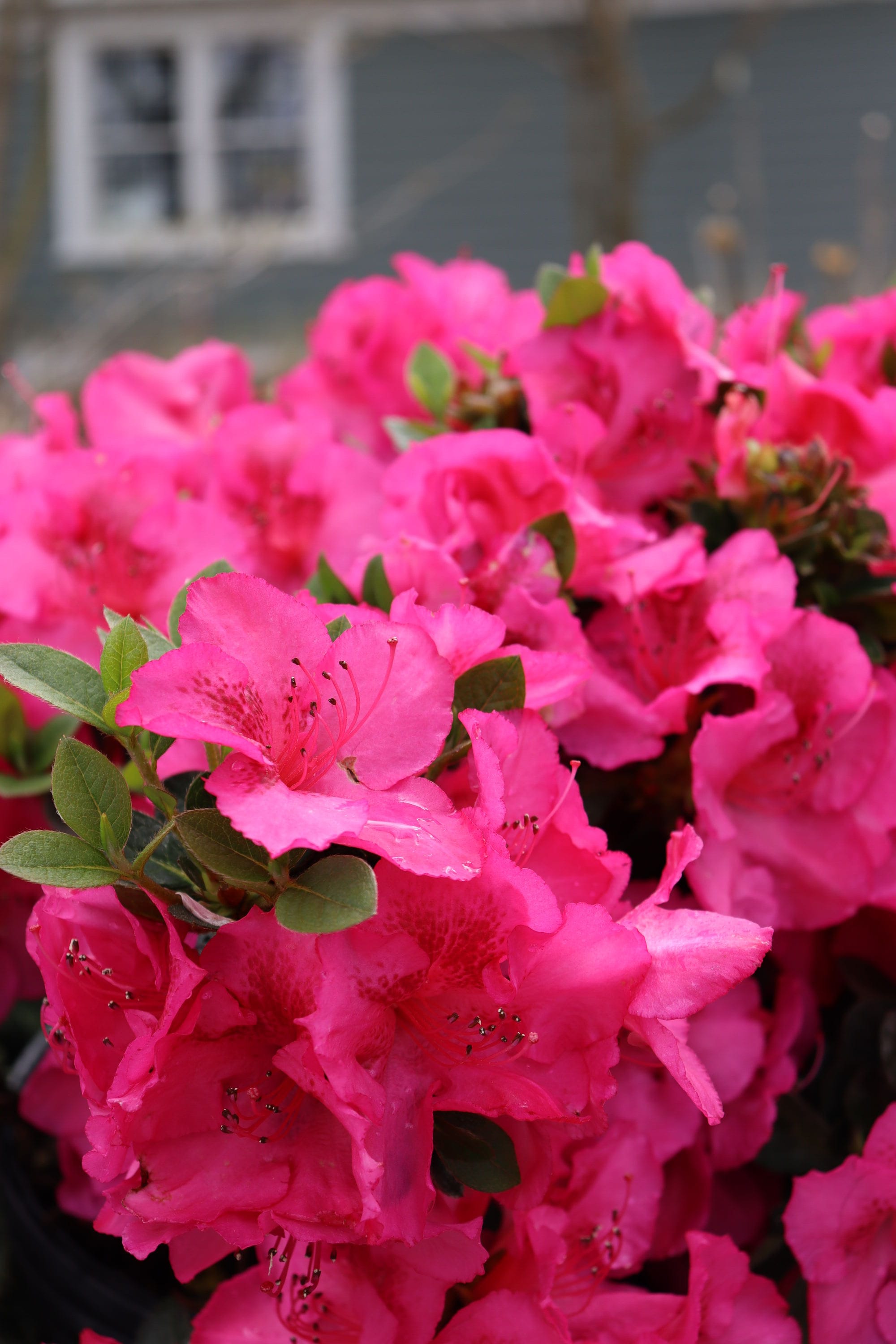 Proven Winners RHOPRC3046101 shrubs - View #2