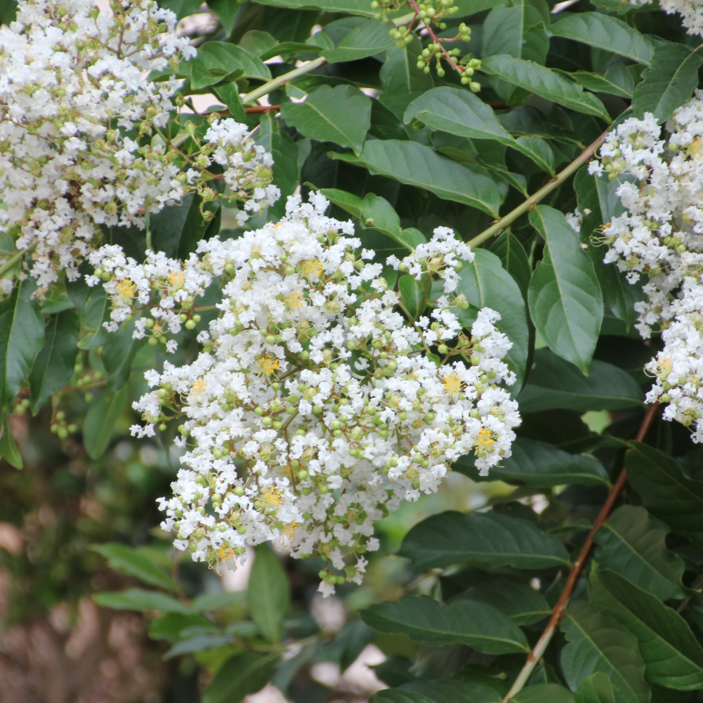 National Plant Network LW1832 shrubs - View #3