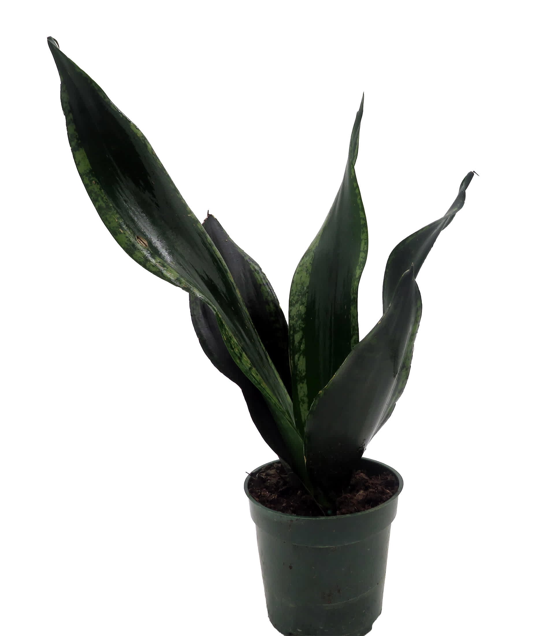 AHD 植木鉢 鶴仙園 三州みやび鉢 Invisible ink SRL b Hirt's Gardens Whitney Snake Plant - Sansevieria - Impossible to