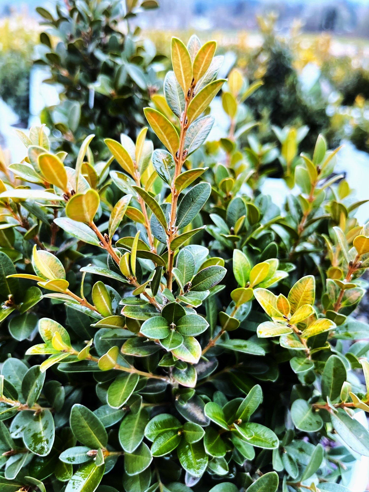  O11732M shrubs - View #2