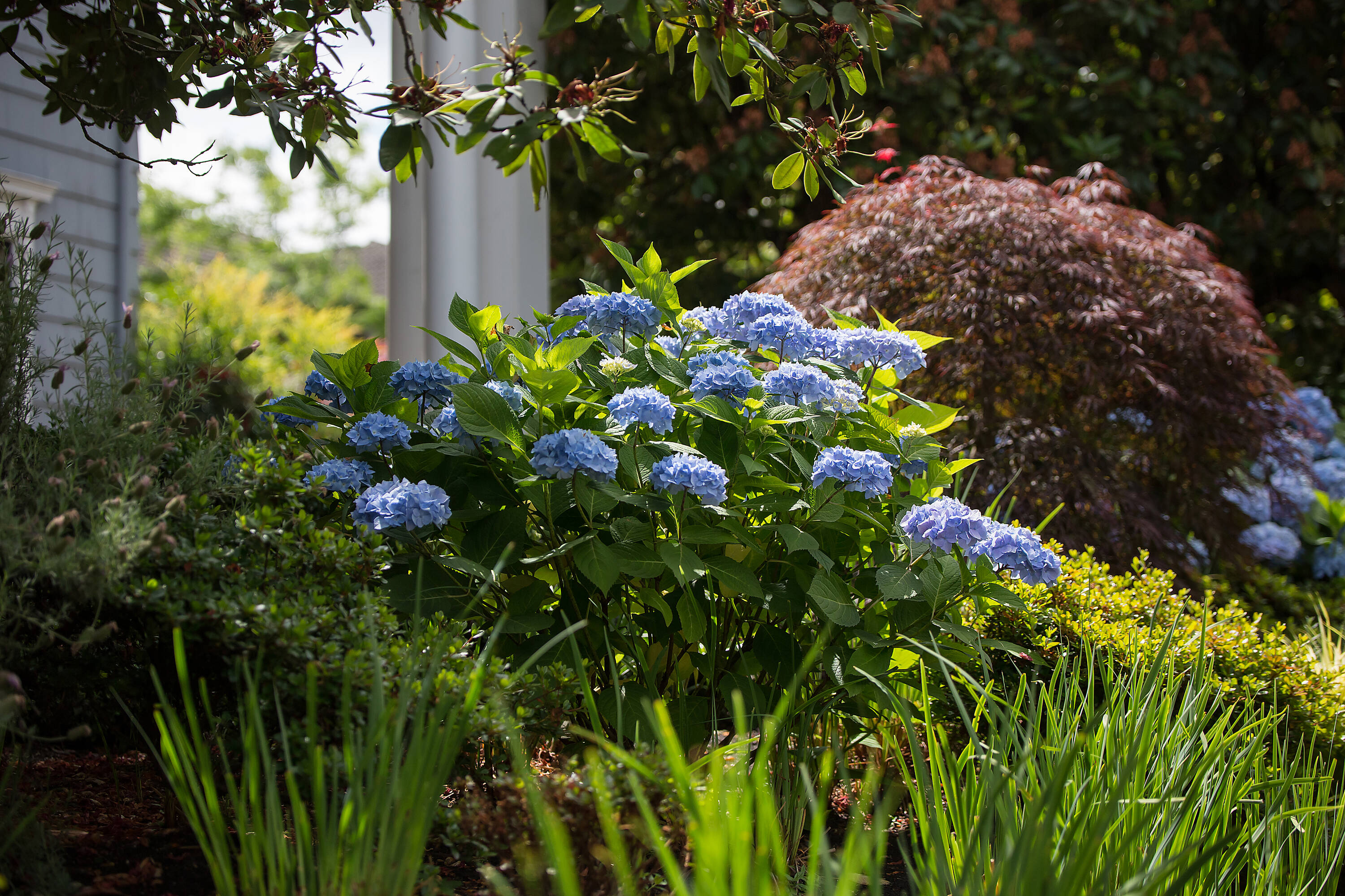 Perfect Plants LOENDLESSSUMMER3G shrubs - View #3