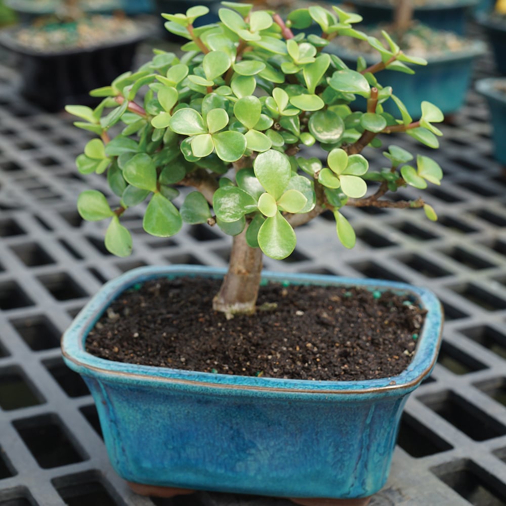 Brussel's Bonsai Dwarf Jade House Plant In 6-in Planter In The House 