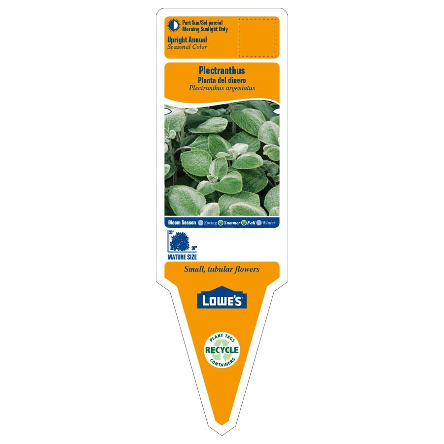 Lowe's 215330 annuals - View #2