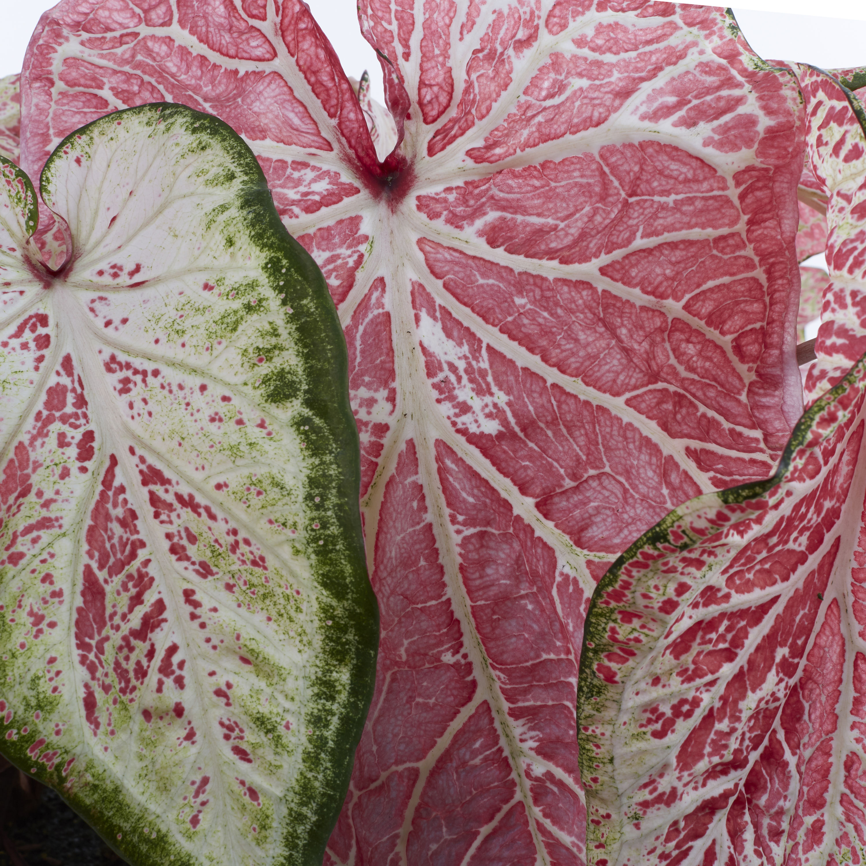 Monrovia NURSERY annuals - View #2