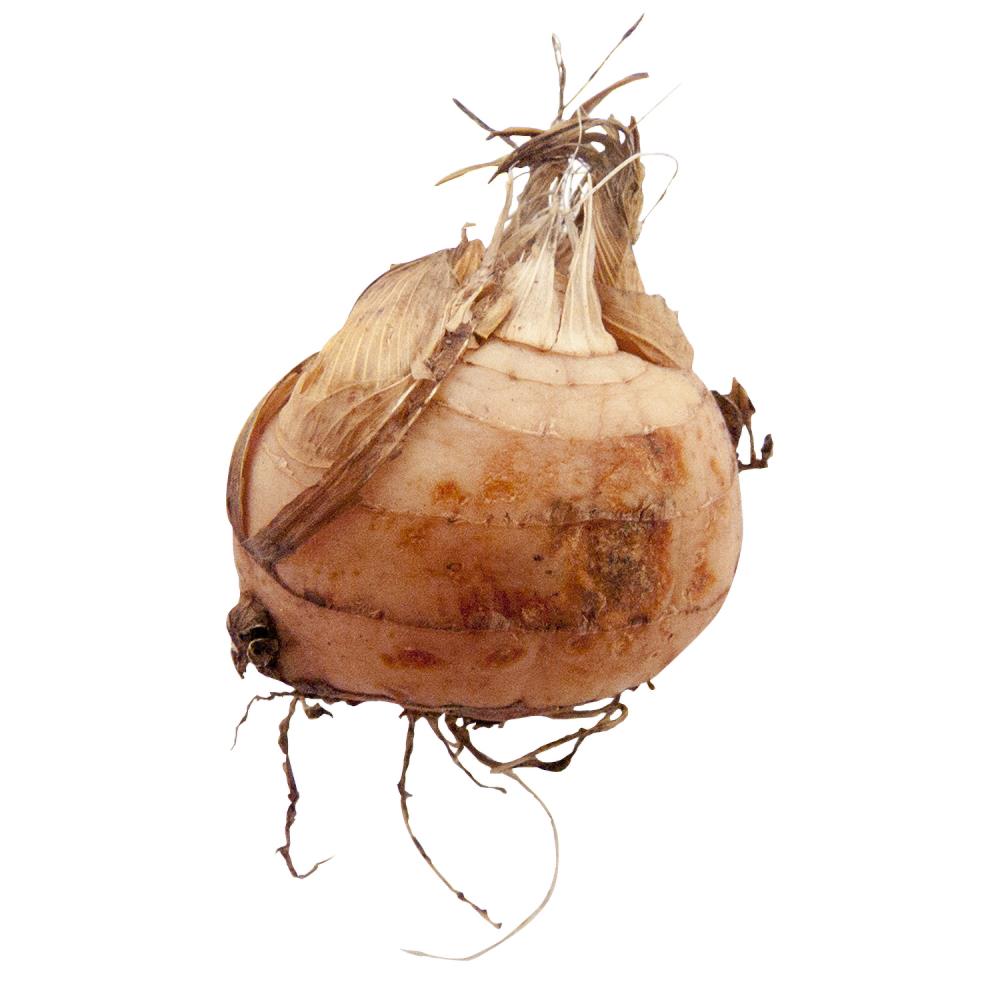 Breck's 89387 Plant-Bulbs - View #3