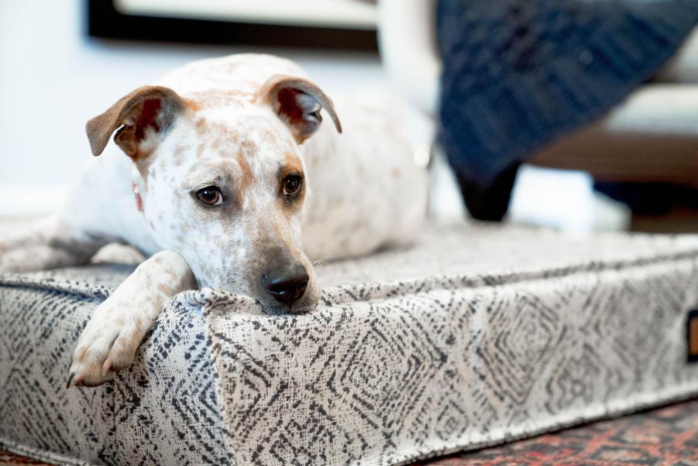 The Houndry Rectangular Sapphire Spaniel Sunbrella Acrylic Fabric Dog