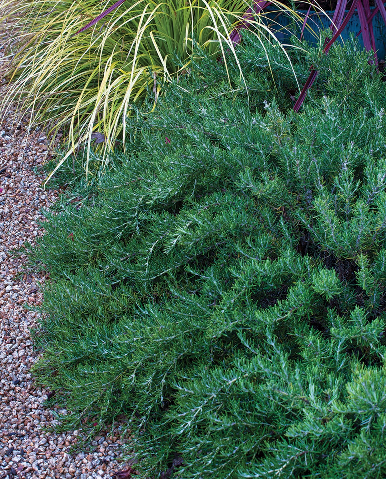  1039 perennials - View #3