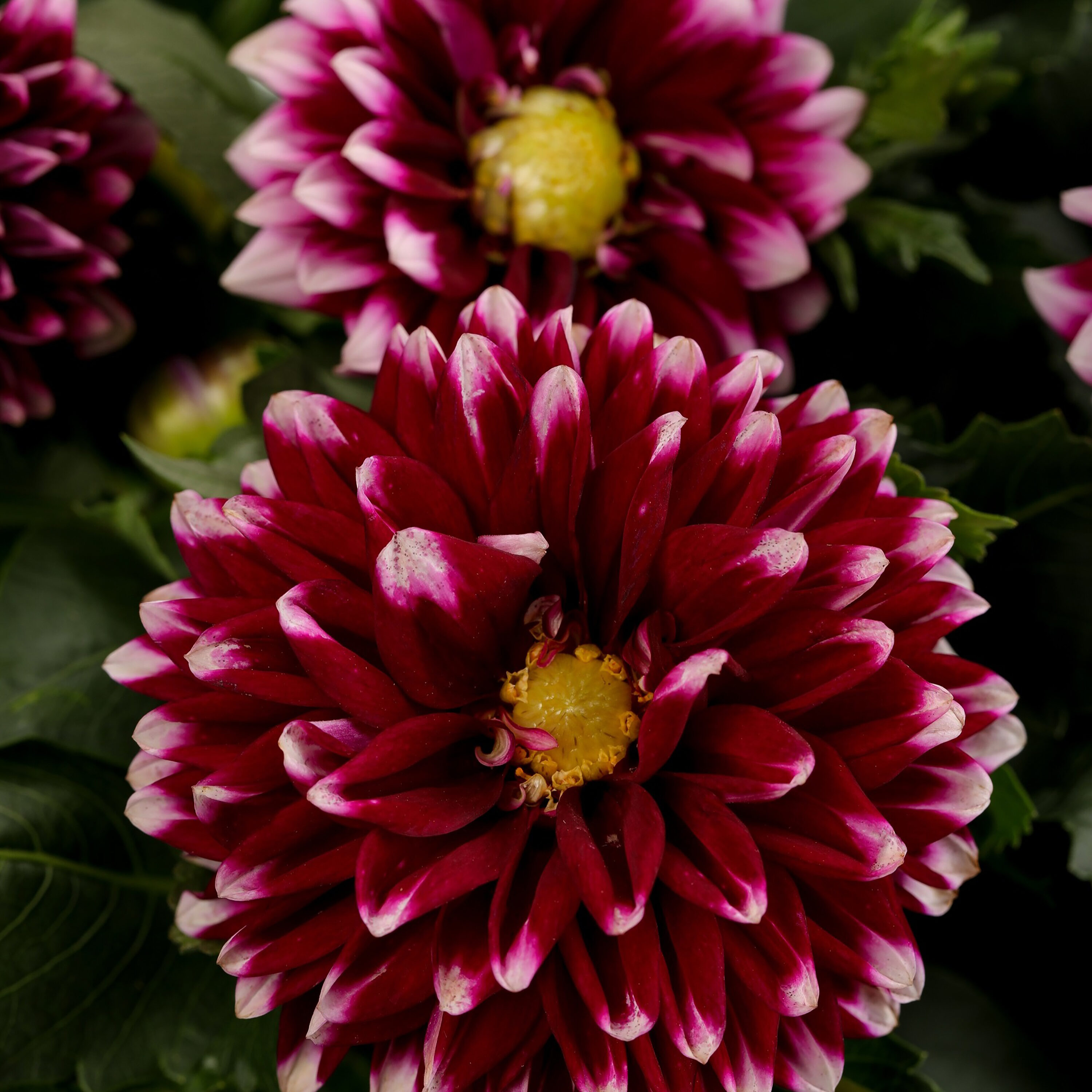 Proven Winners DAHPRS2167100 Burgundy-White Dalina Grande Cancun Dahlia Hybrid in 1-Gallon Pot