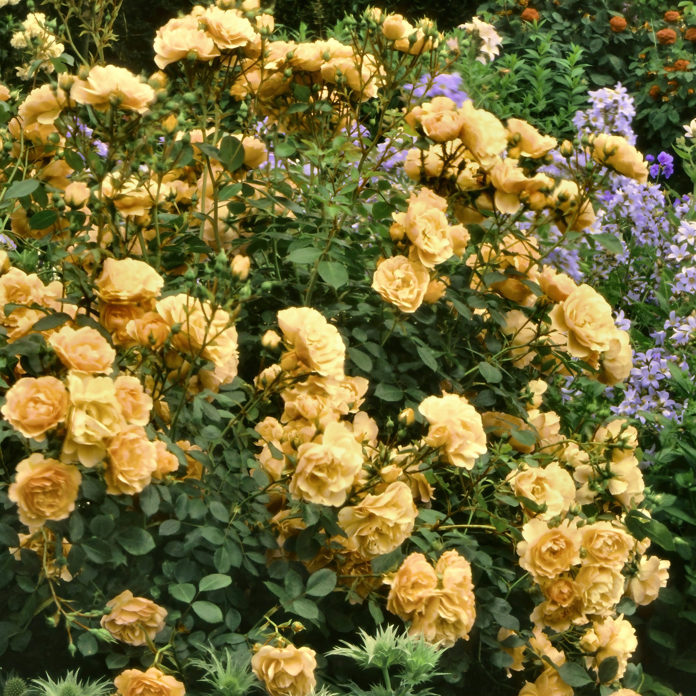 National Plant Network LW2670 shrubs - View #6