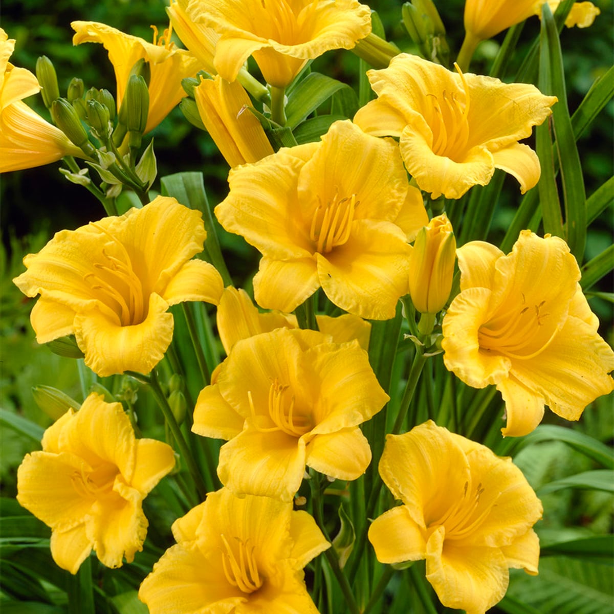 Van Zyverden 88360 Yellow Daylily Stella D'oro Bulbs 5 Count