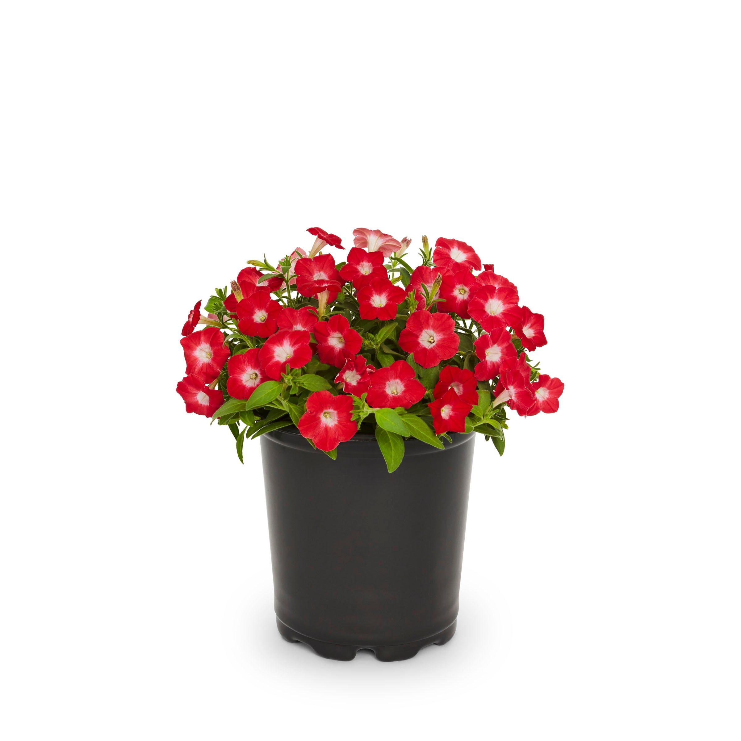 Lowe's NURSERY Multicolor Petunia in 2 Quart(s) Pot 1 -Pack