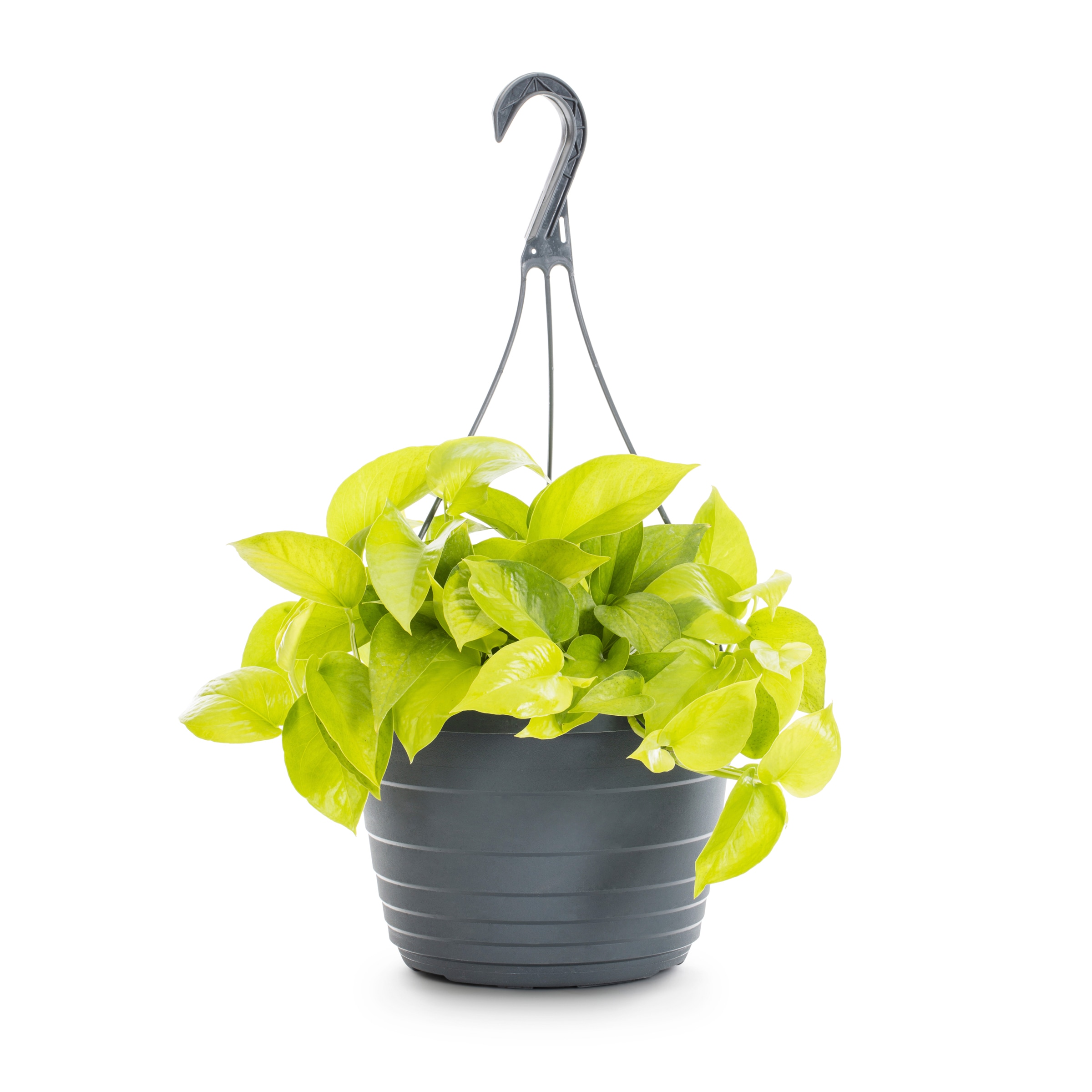 Lowe's 2740019 Pothos House plant in 3.00 Quart(s) Planter 1.0 -Pack
