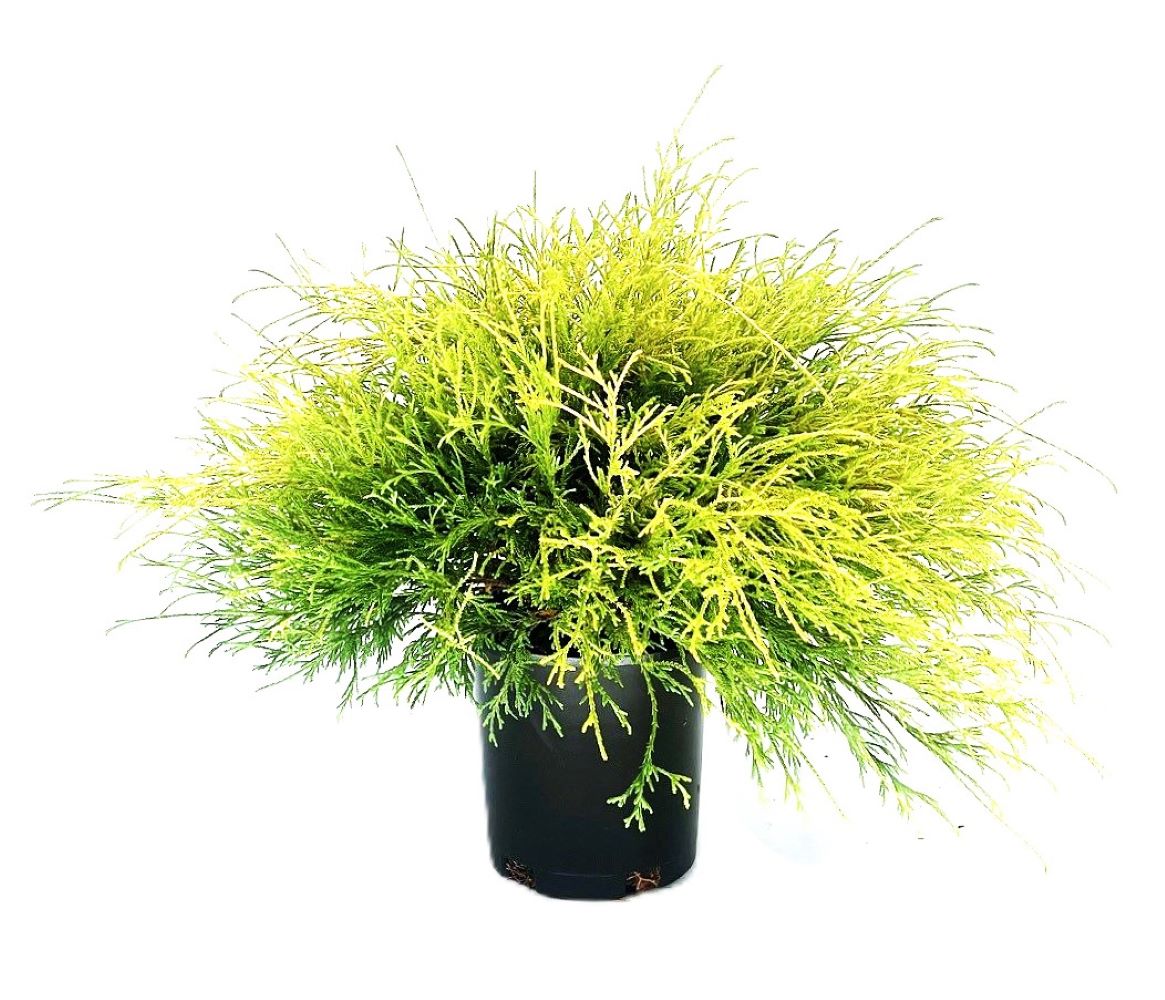  O162101 2.5 QT. Cypress Lemon Thread Accent Shrub in 2.5 -Quart Pot 1 -Pack