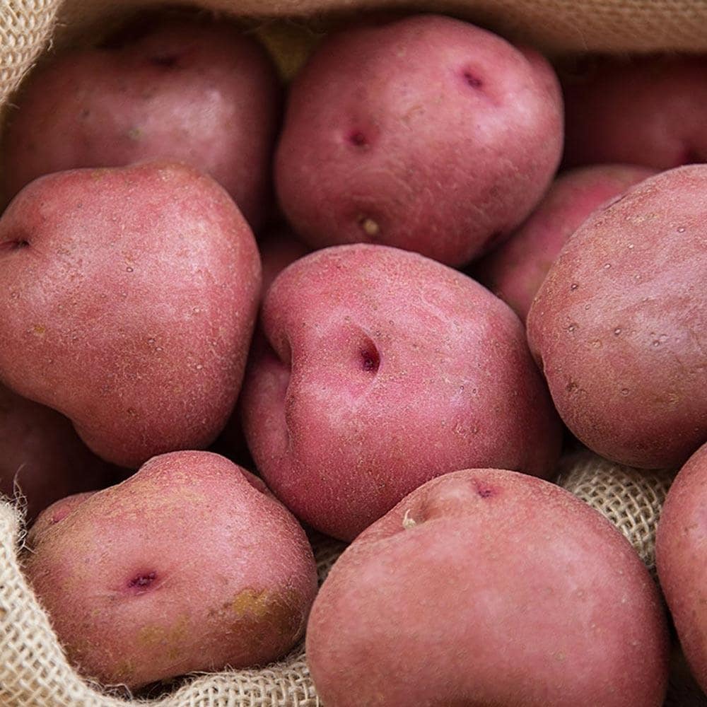 Gardens Alive! Seed Potato Red Pontiac 2 Lb Bag Seeds 74019 at Lowes.com