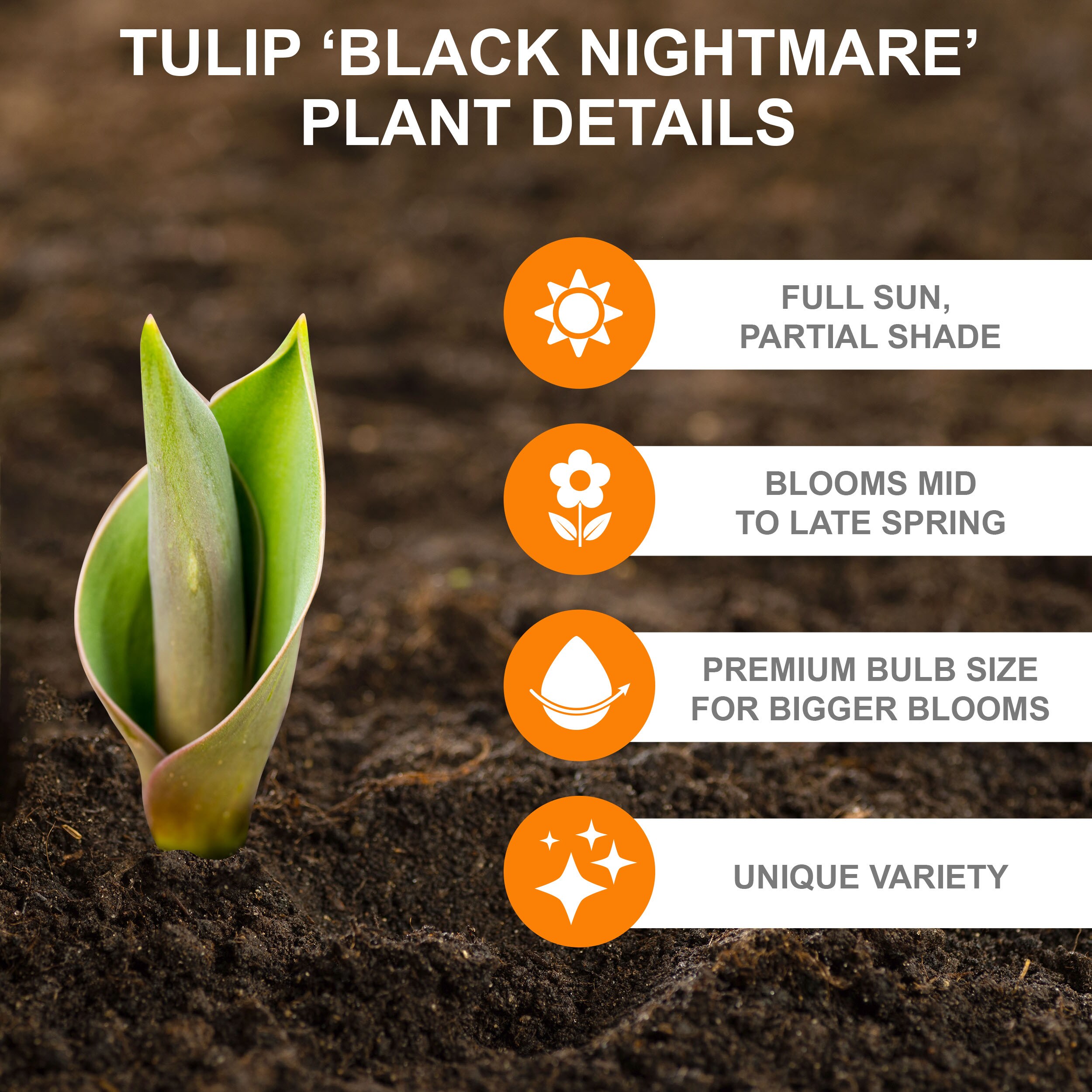 Garden State Bulb ECF-138-10-02 Plant-Bulbs - View #2