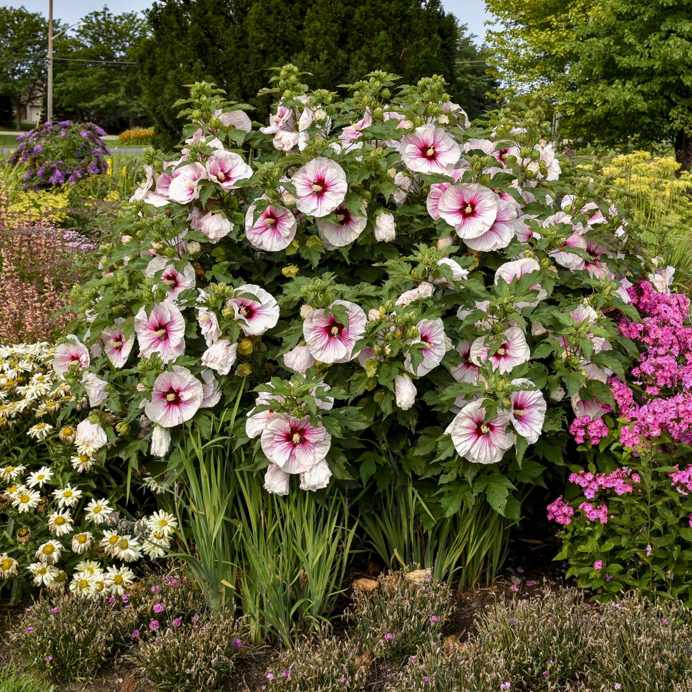 National Plant Network LW1542 perennials - View #2