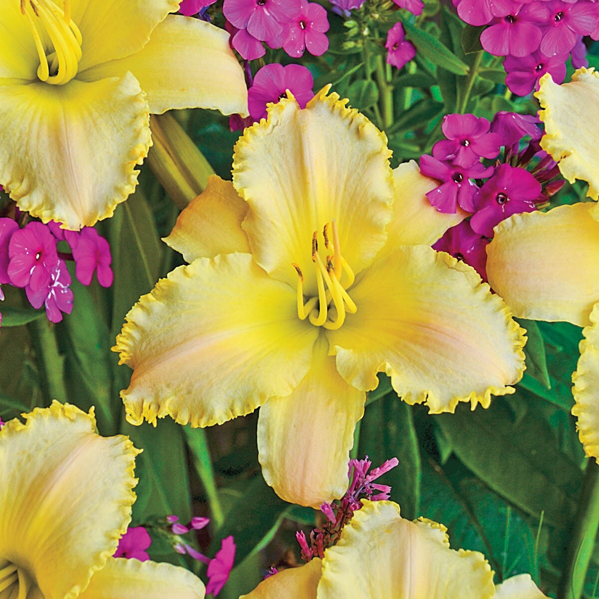 Spring Hill Nurseries 66310 Yellow Ruffled Pastel Cheers Daylily Plant in 1-Pack Bareroot