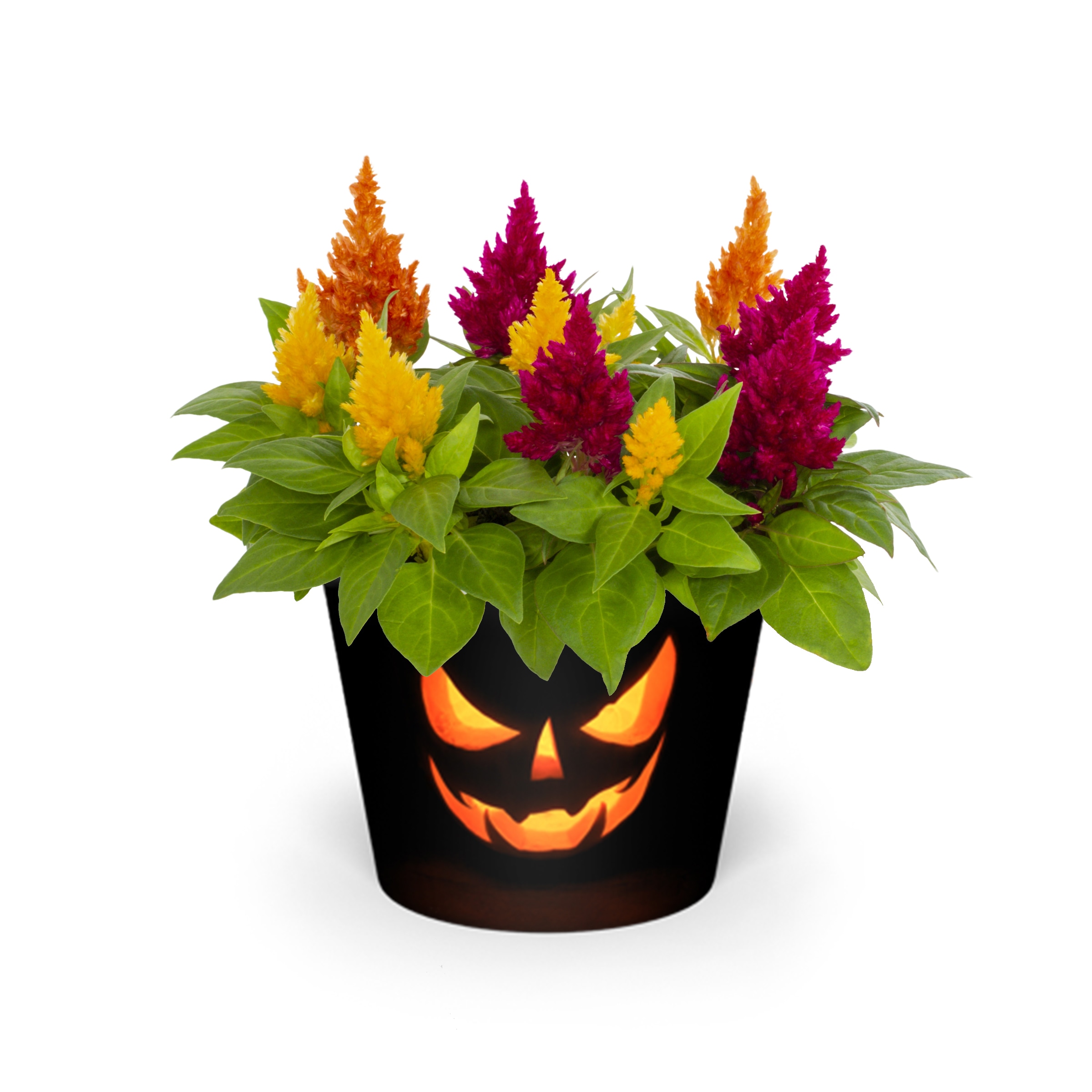Lowe's NURSERY annuals - View #2