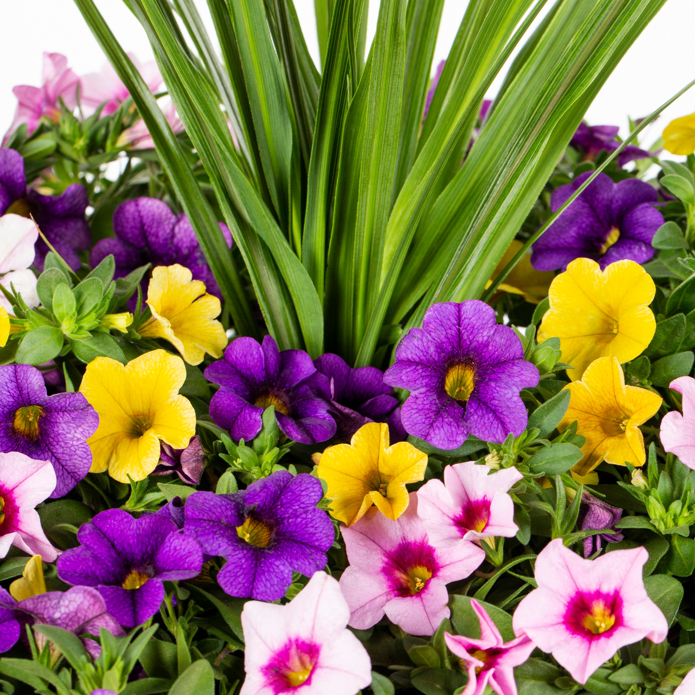 Metrolina Greenhouses 79595 annuals - View #2