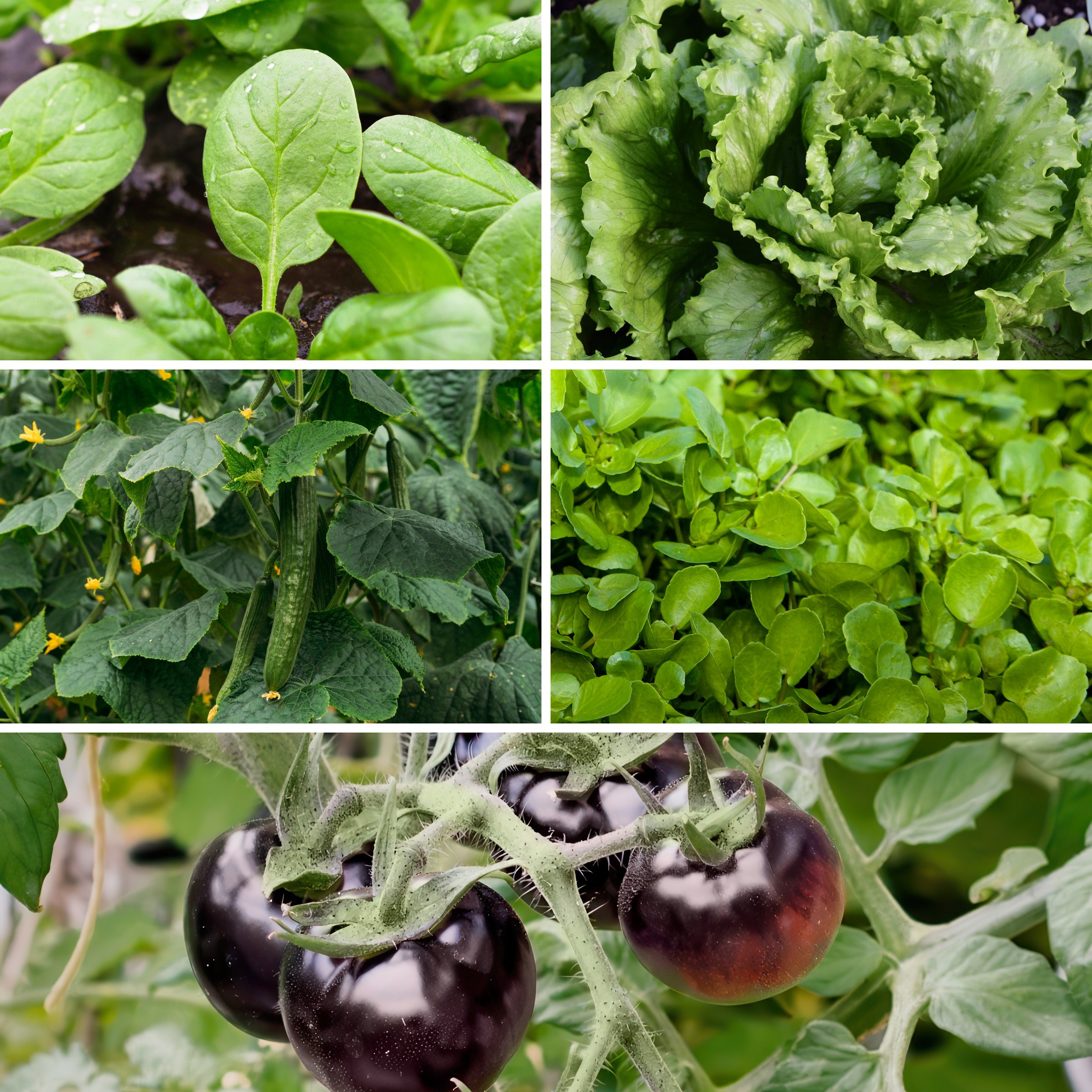 National Plant Network LW2246 Gourmet Salad Collection Plant in Pot