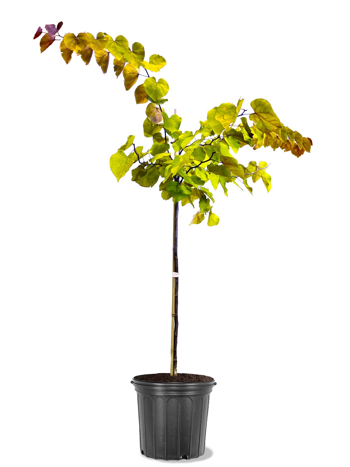 Southern Planters REDFLT05G 5 -Gallon Pink Flowering Flame Thrower Redbud In pot (with soil)